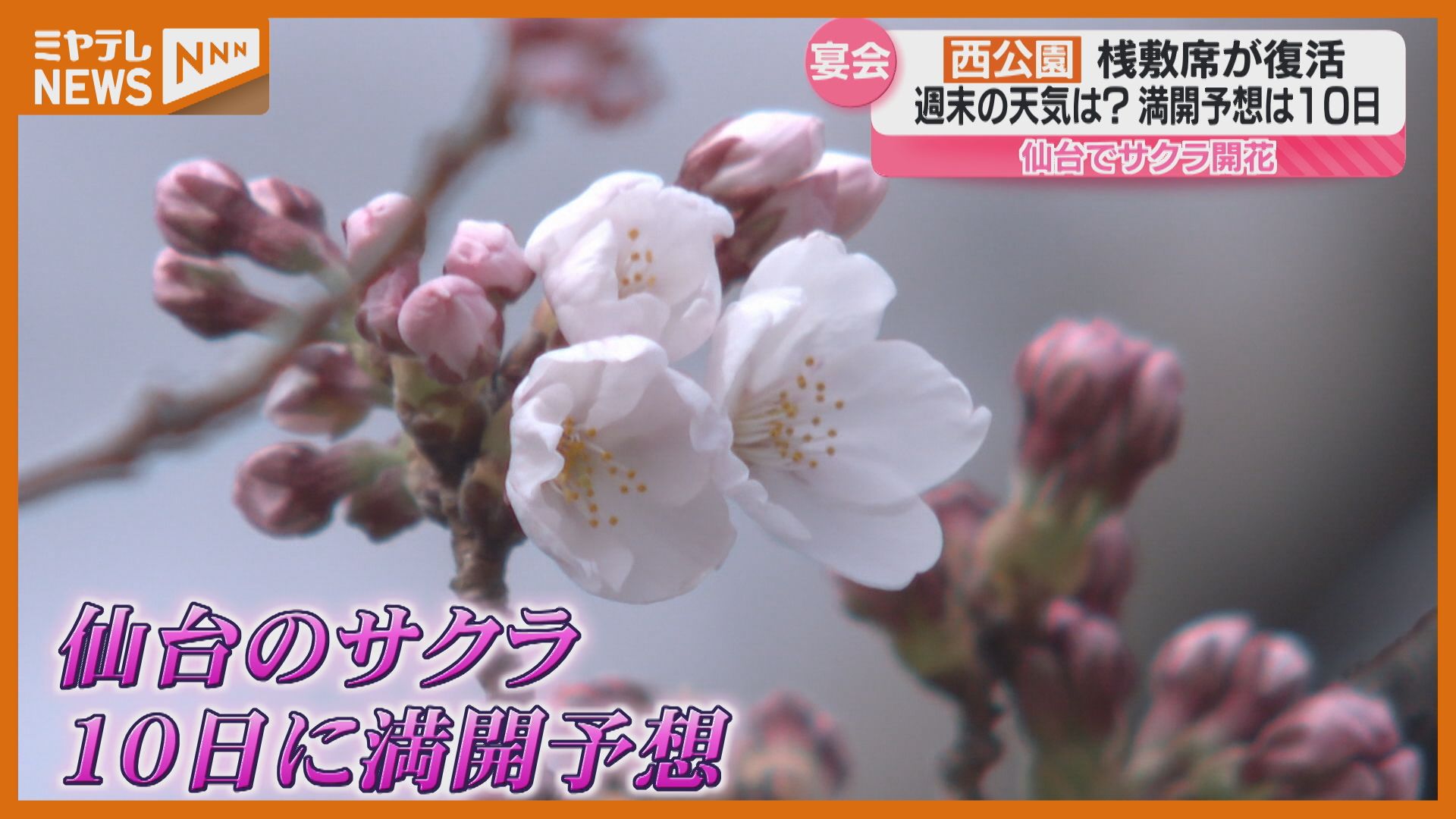サクラ開花宣言！仙台や白石城で…仙台では4月10日頃に“満開”予想（宮城