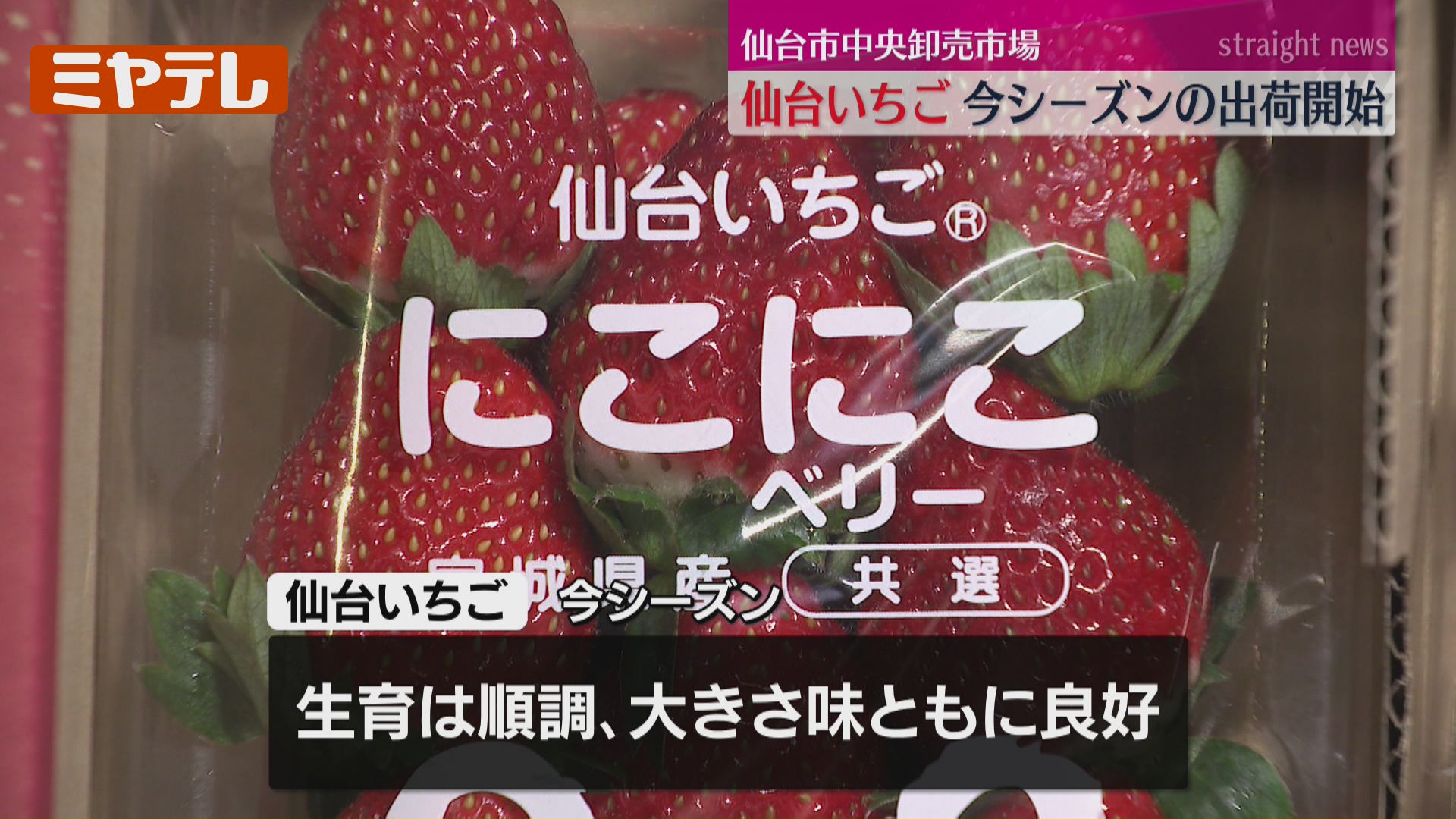 イチゴ感が強くて、甘みを最初に感じる」“仙台いちご”の出荷始まる