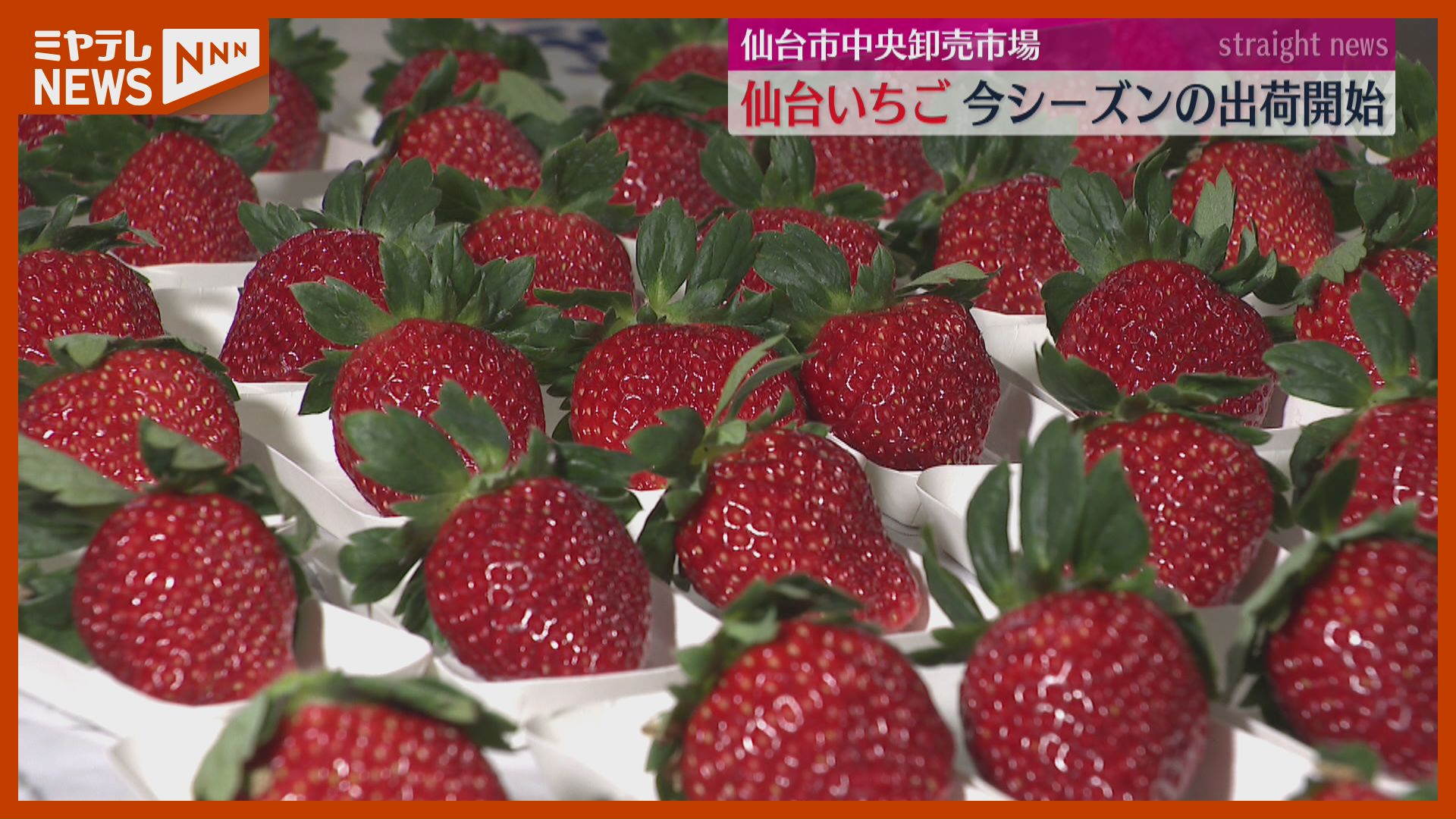 イチゴ感が強くて、甘みを最初に感じる」“仙台いちご”の出荷始まる