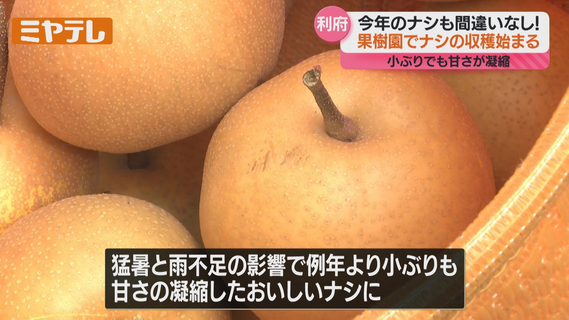 今年の利府梨も間違いナシ⁉」特産のナシの収穫始まる、宮城有数の産地
