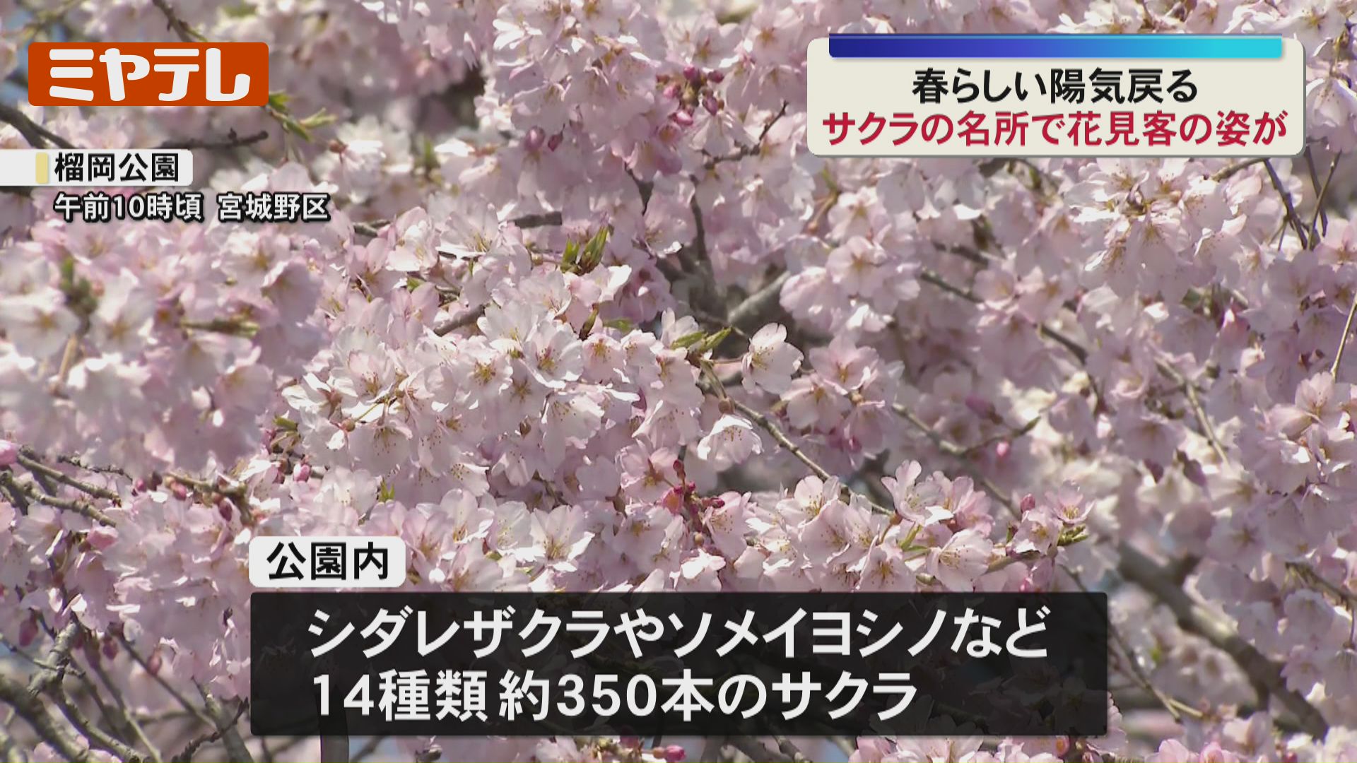 現在2～3分咲き…サクラの名所『榴岡公園』で花見を楽しむ人たち、春
