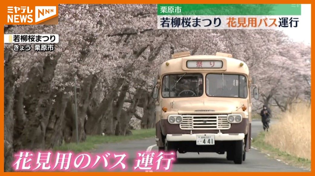 花見用レトロバスが無料で運行、若柳桜まつり「雰囲気が違うので楽しい」（宮城・栗原市）