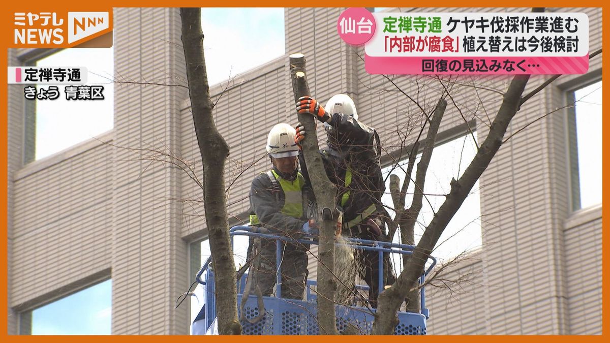 定禅寺通のケヤキ、5本伐採…樹齢80年で木の内部に腐食　植え替えは今後検討