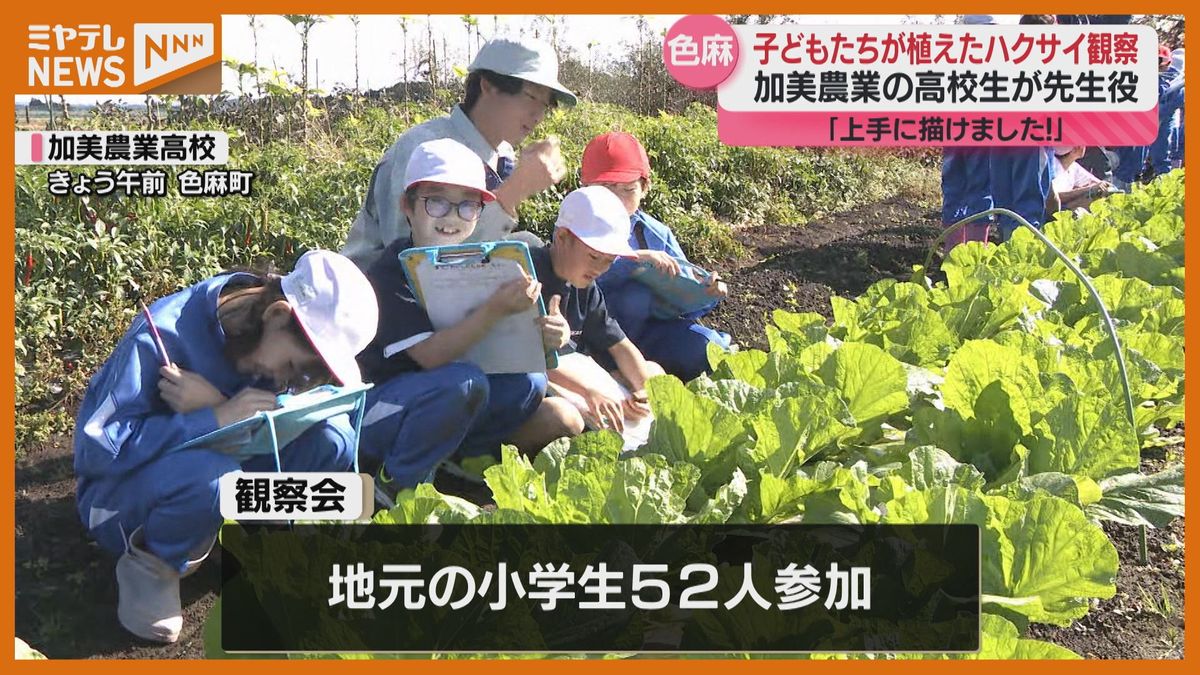 ＜子どもたちが観察会＞自分たちで植えたハクサイの成長をスケッチ「上手に描けました！」（宮城・色麻町の加美農業高校）