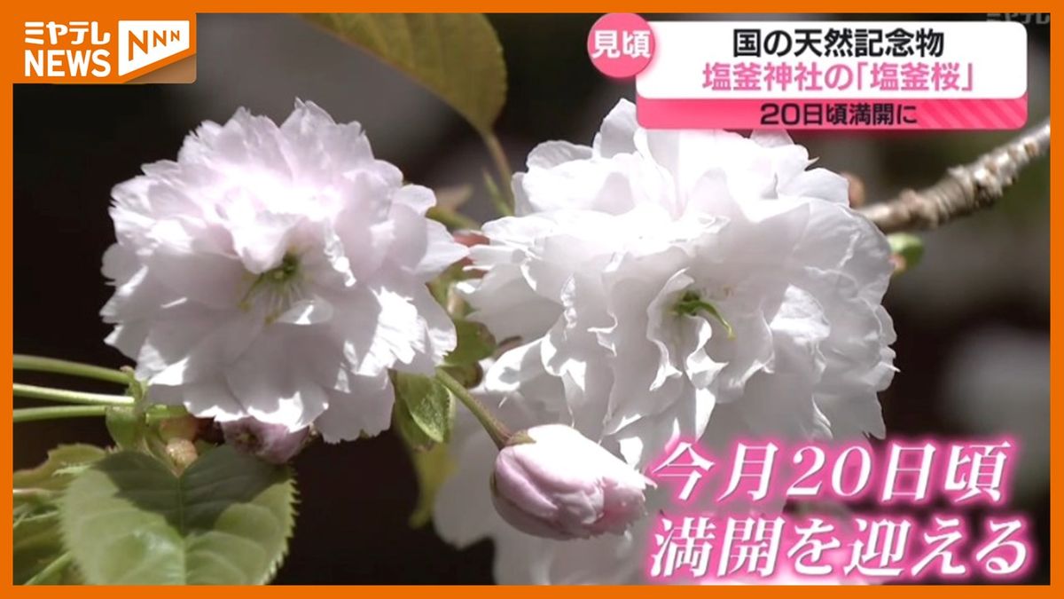 国の天然記念物「塩釜桜」が見ごろ！満開予想20日(土)にはライトアップも