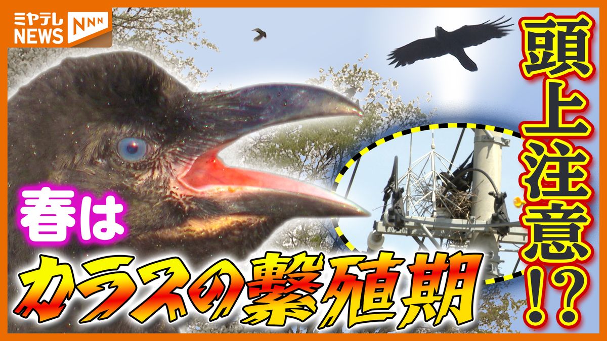 カラス の 繁殖 期
