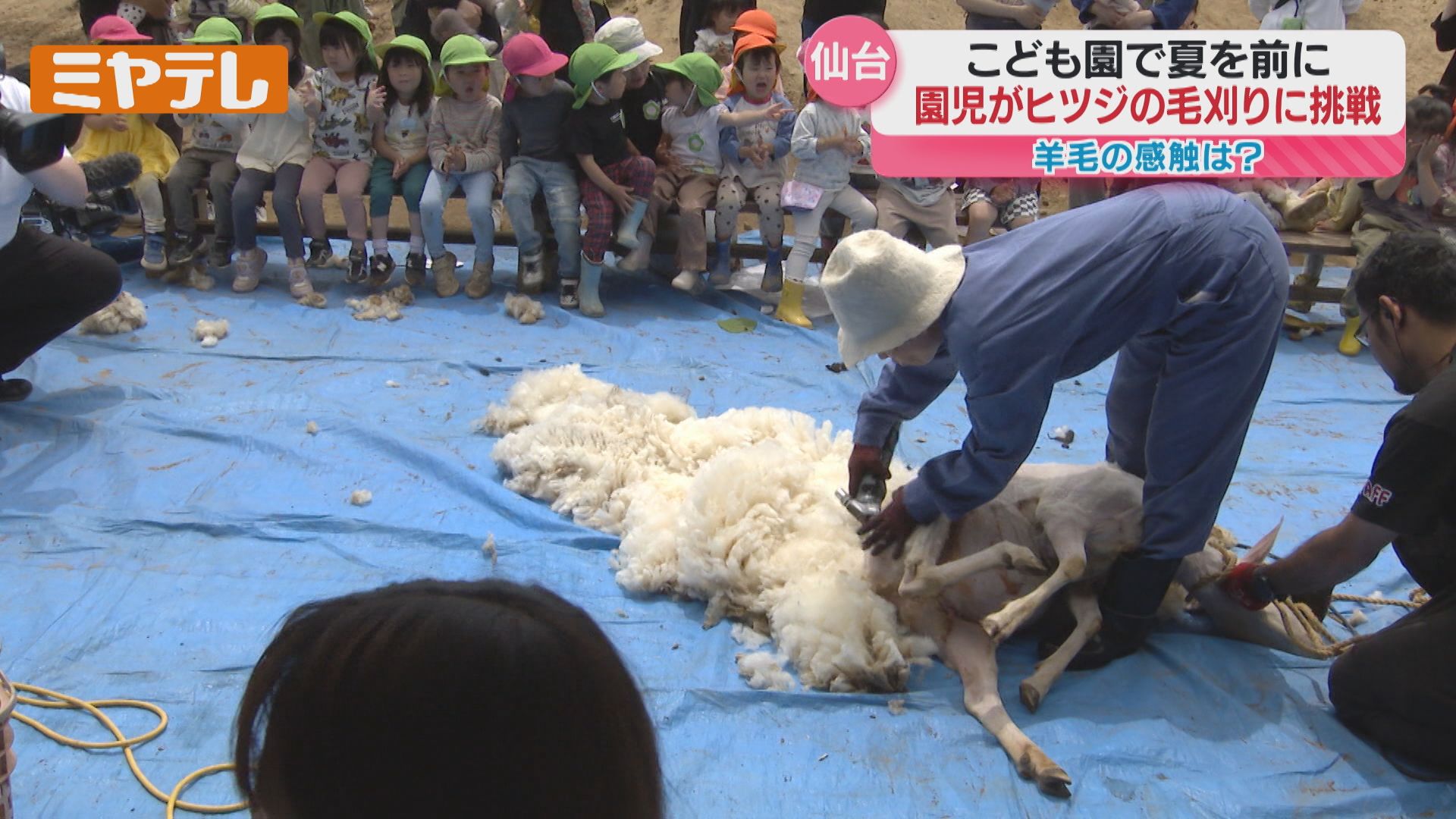 ふわふわだった」夏を前にヒツジの毛刈り（仙台市のこども園）（2025年