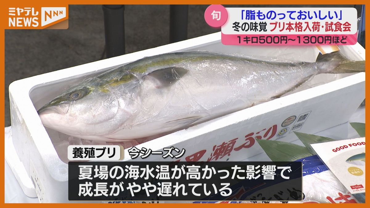 入荷本格化　仙台の卸売市場で「ブリ」の試食会＜宮城＞