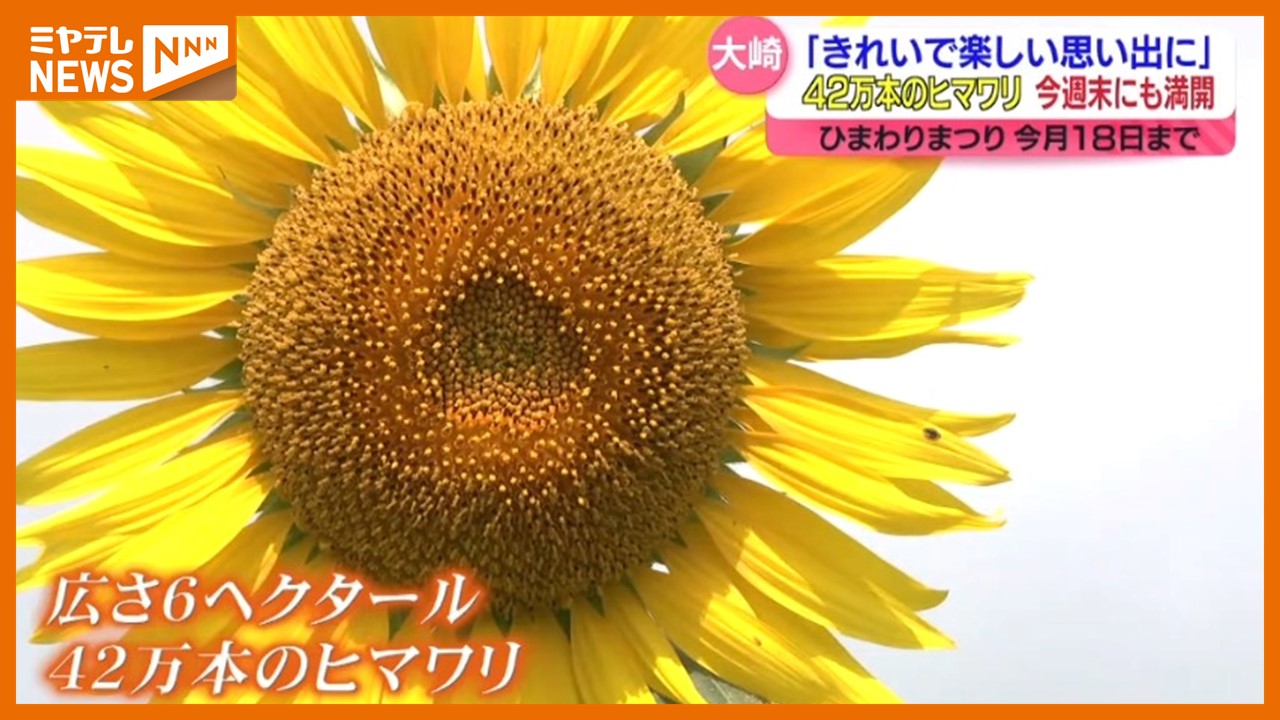 ヒマワリ42万本＞大輪の花が訪れた人を楽しませる『ひまわりの丘』（宮城・大崎市三本木）（2024年8月5日掲載）｜ミヤテレNEWS NNN