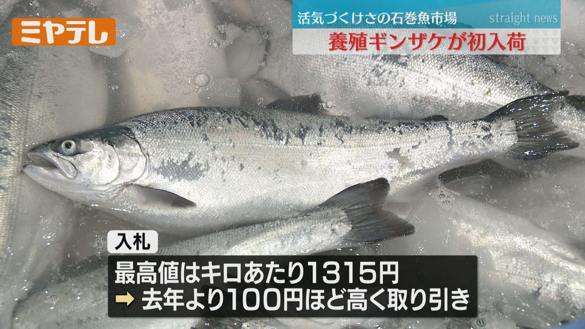 「買受人も問屋もみんな待っていました！」今シーズン初『養殖ギンザケ』入荷　市場活気づく（宮城・石巻魚市場）