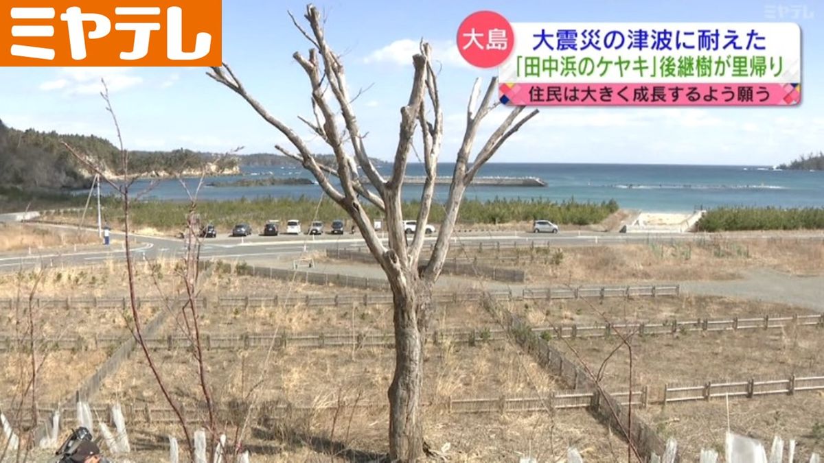 【2代目「田中浜のケヤキ」】「東日本大震災」の津波に耐えたケヤキの後継樹　気仙沼市の大島に里帰り（宮城）