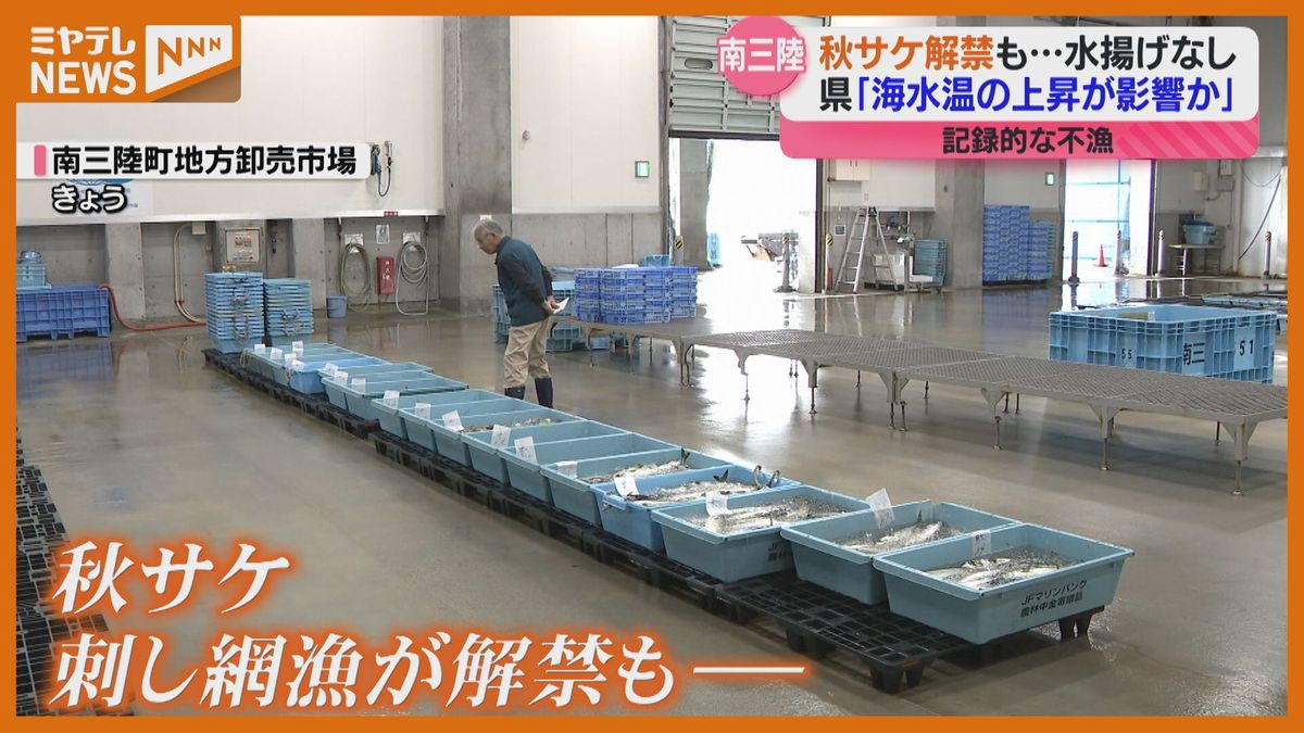 秋の味覚サケ解禁も…まさかの「水揚げゼロ」記録的な不漁で去年は10年前の700分の1　海水温上昇の影響