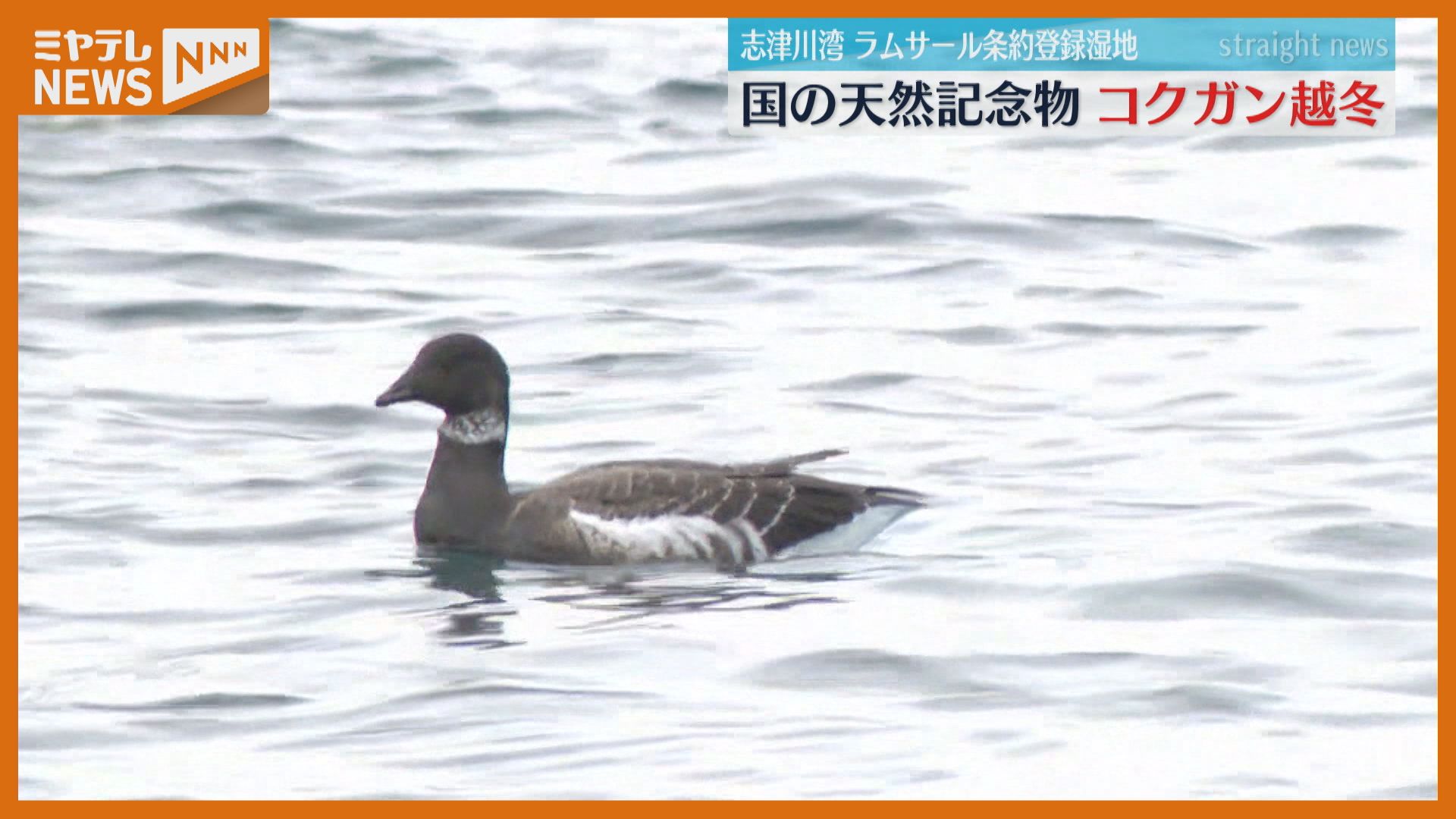超特大 バリ島 南国 ジャングル 鳥 プンゴセカンスタイル 埼玉北部引取歓迎 超特大 バリ島 南国 ジャングル 鳥 プンゴセカンスタイル 埼玉
