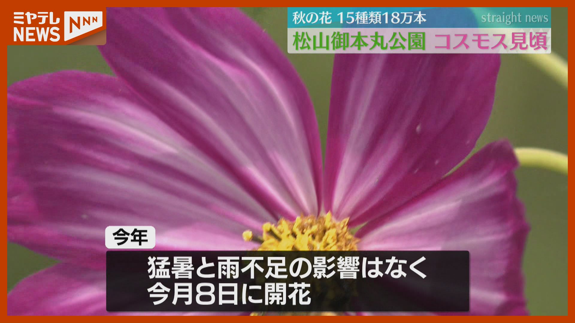 幸せと秋を感じています」18万本…色とりどりのコスモスが見頃（宮城