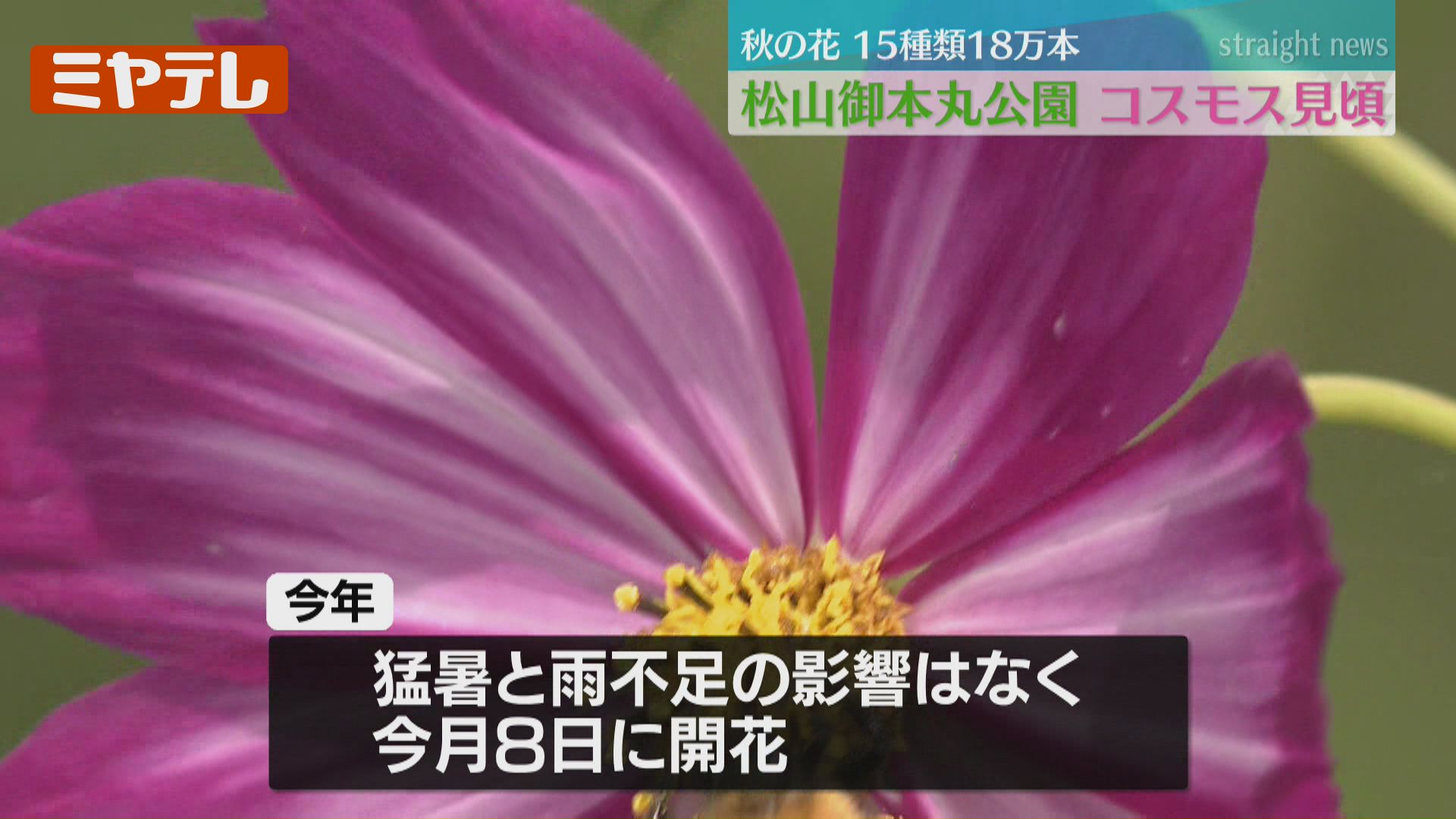 幸せと秋を感じています」18万本…色とりどりのコスモスが見頃（宮城