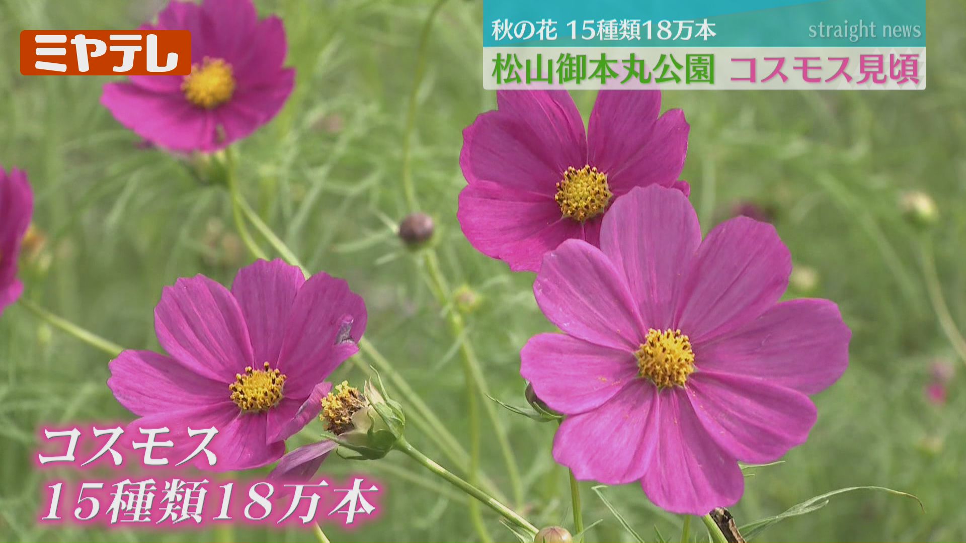 幸せと秋を感じています」18万本…色とりどりのコスモスが見頃（宮城