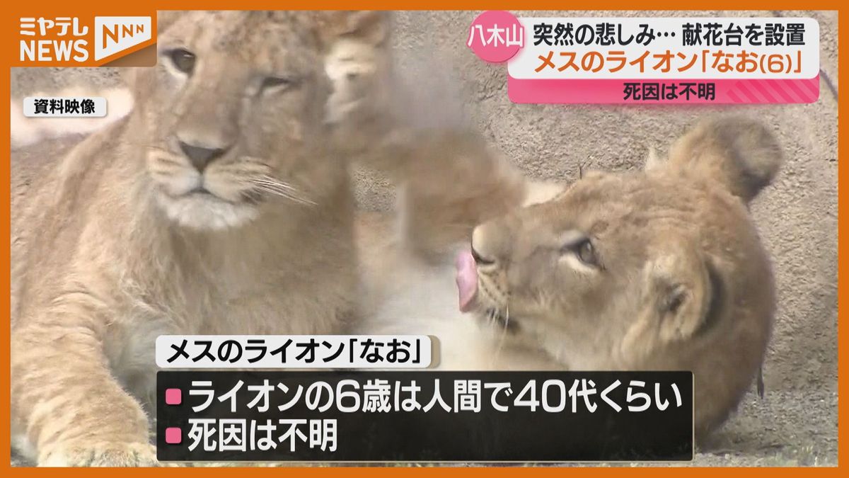 ＜園内に”献花台”＞仙台市・八木山動物公園のライオン「なお」が天国へ