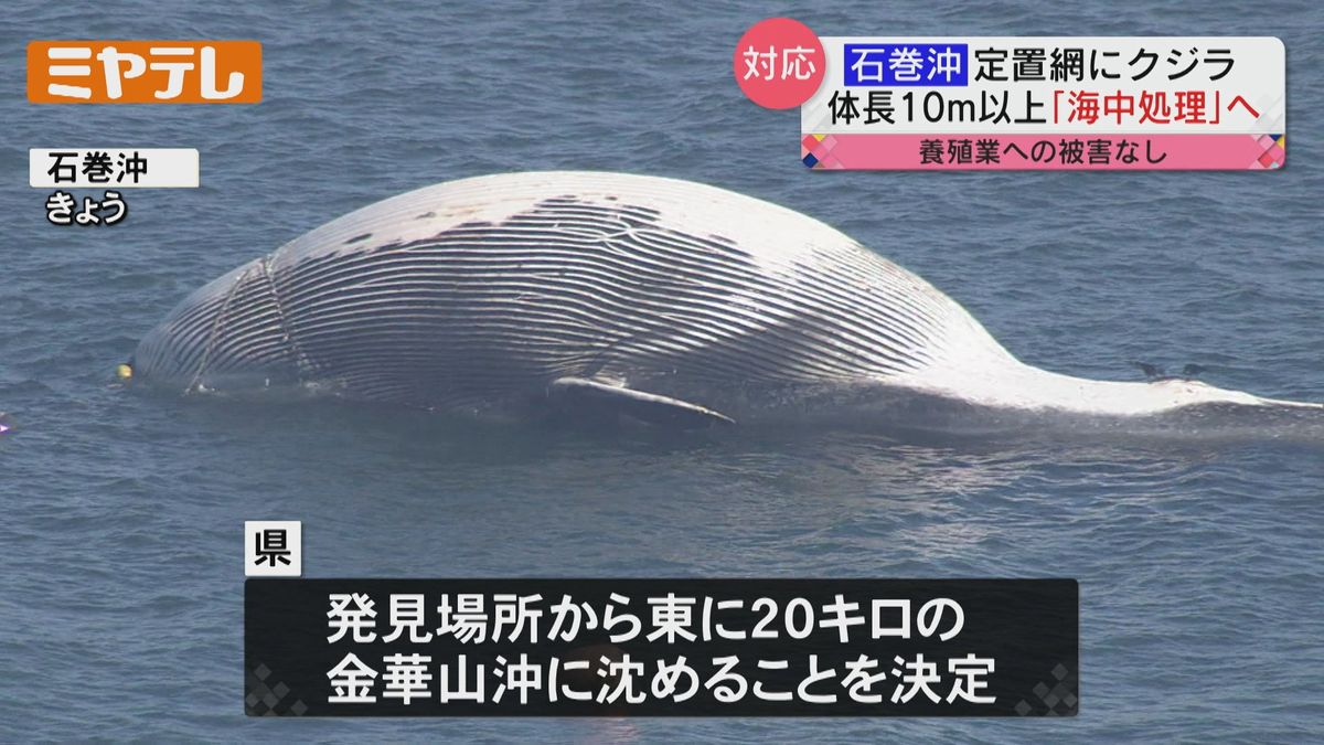 漂着のクジラ「海中処理へ」最大1.6tの重り＜宮城・石巻沖＞