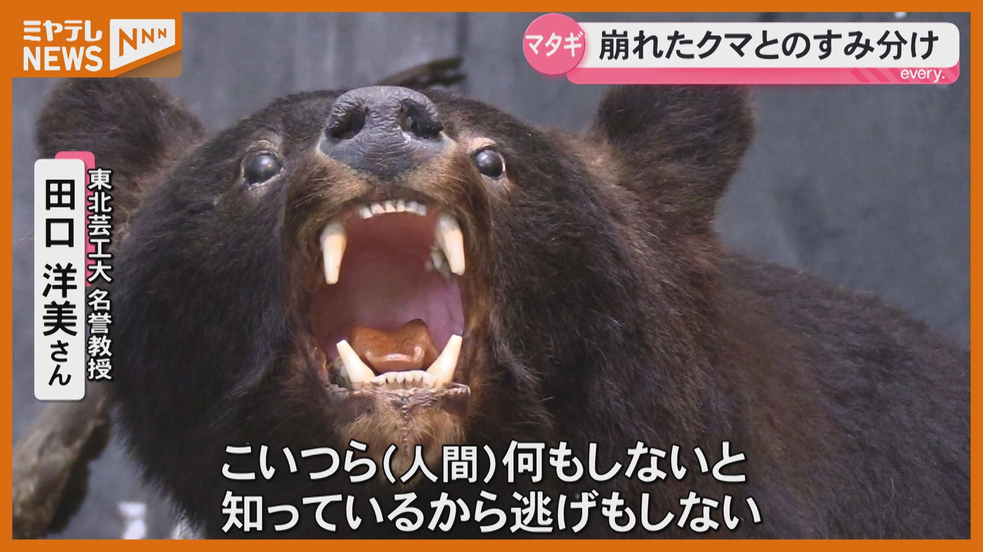 特集】なぜクマは市街地に？“マタギ”の警鐘から異常現象を読み解く