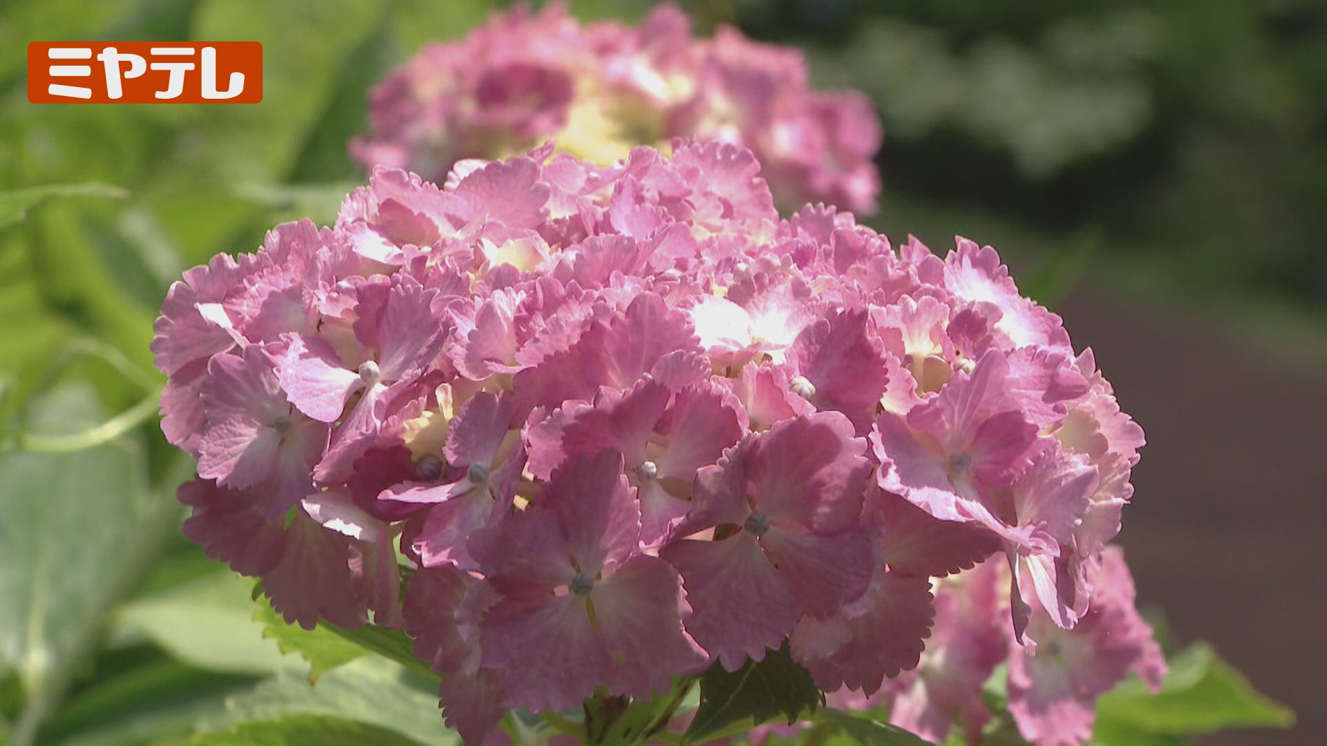 約5000株のアジサイ！週末はキッチンカー出店、しばた紫陽花まつり開幕