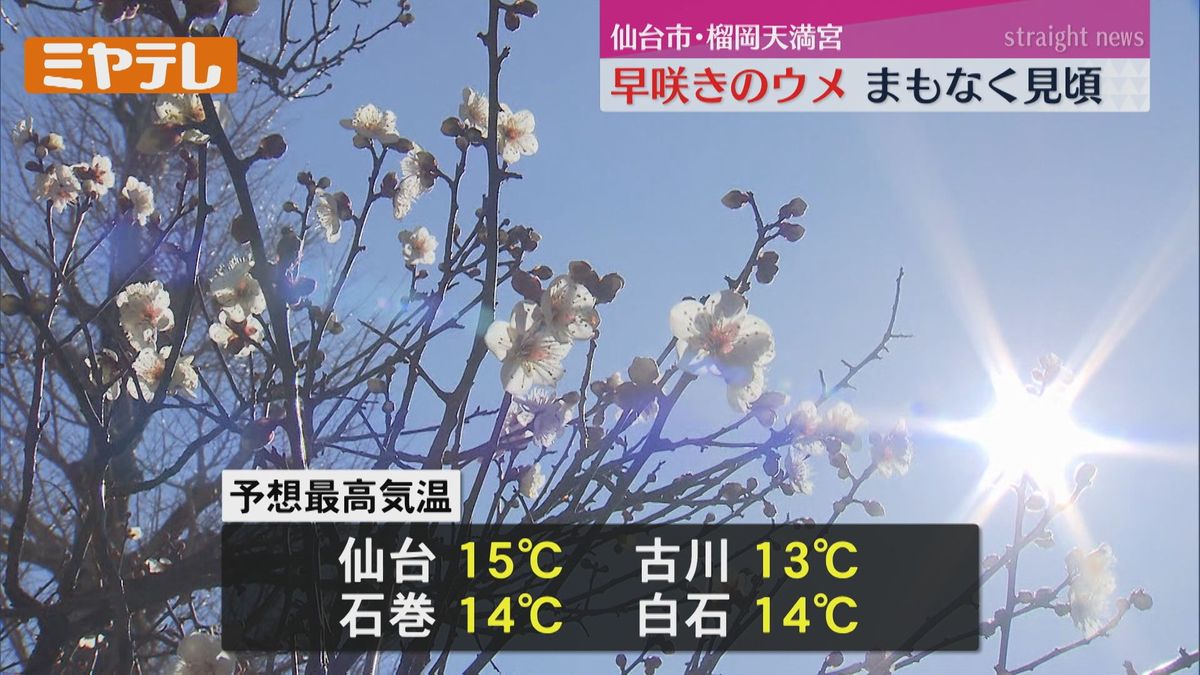 【季節先取りの陽気】13日の宮城県内　暖かな日差しのもと気温が上がる　可憐なウメの花を楽しむ人たちも