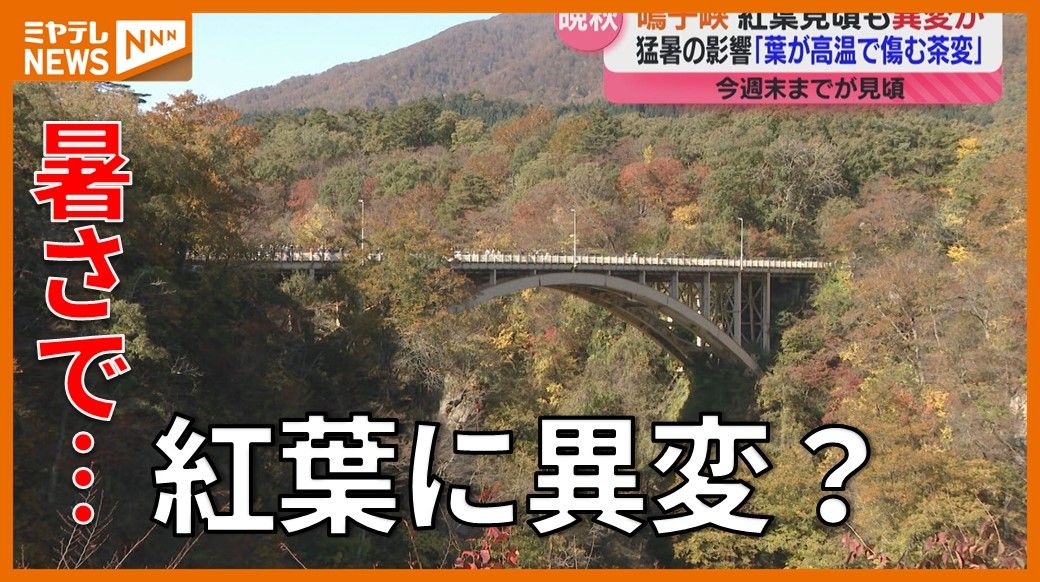 ＜紅葉＞宮城県の名所も夏の猛暑で異変　「葉の色づき」にも影響か