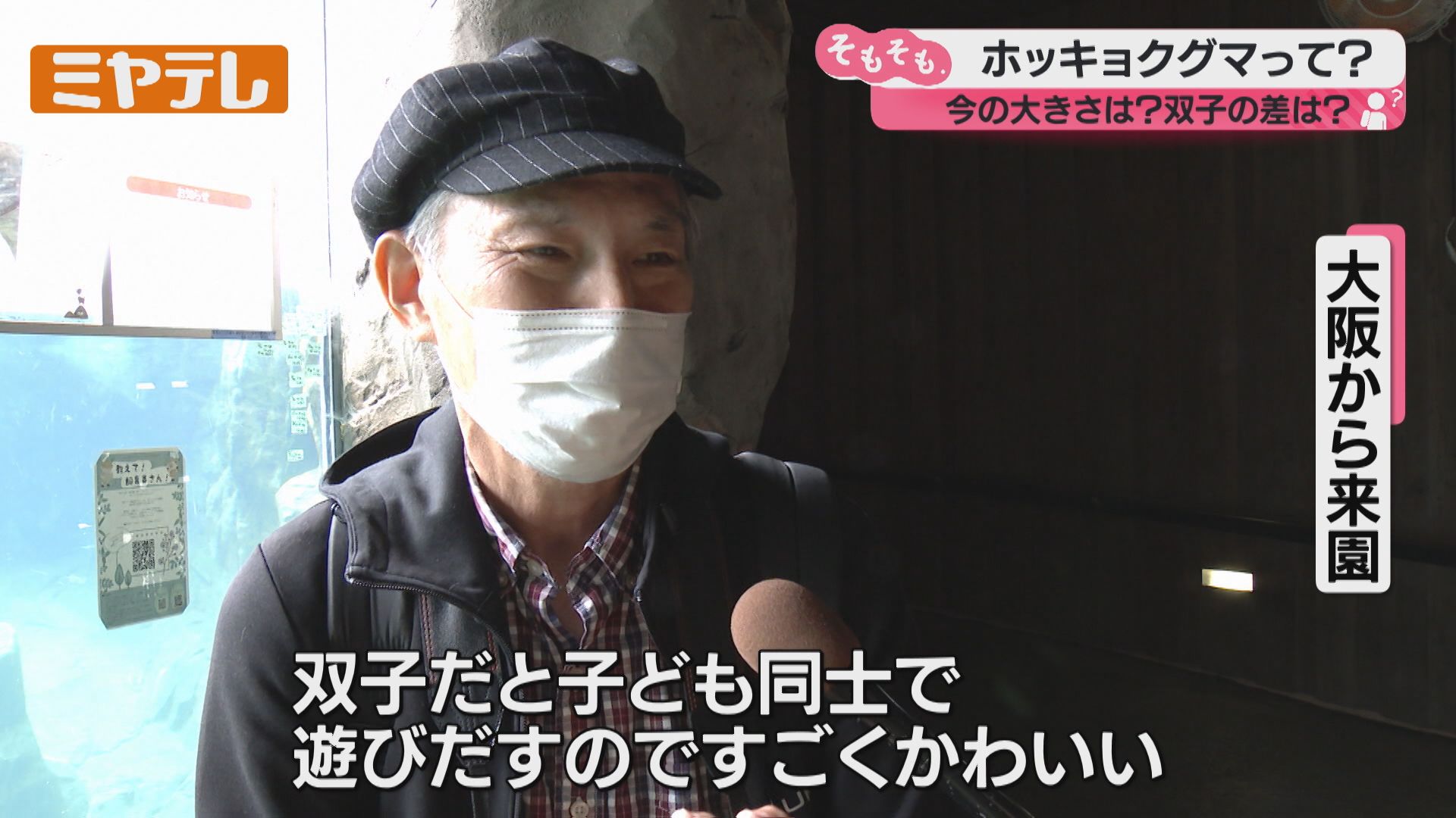 ホッキョクグマの双子、今の大きさは？どれだけ貴重なの？2024年仙台で