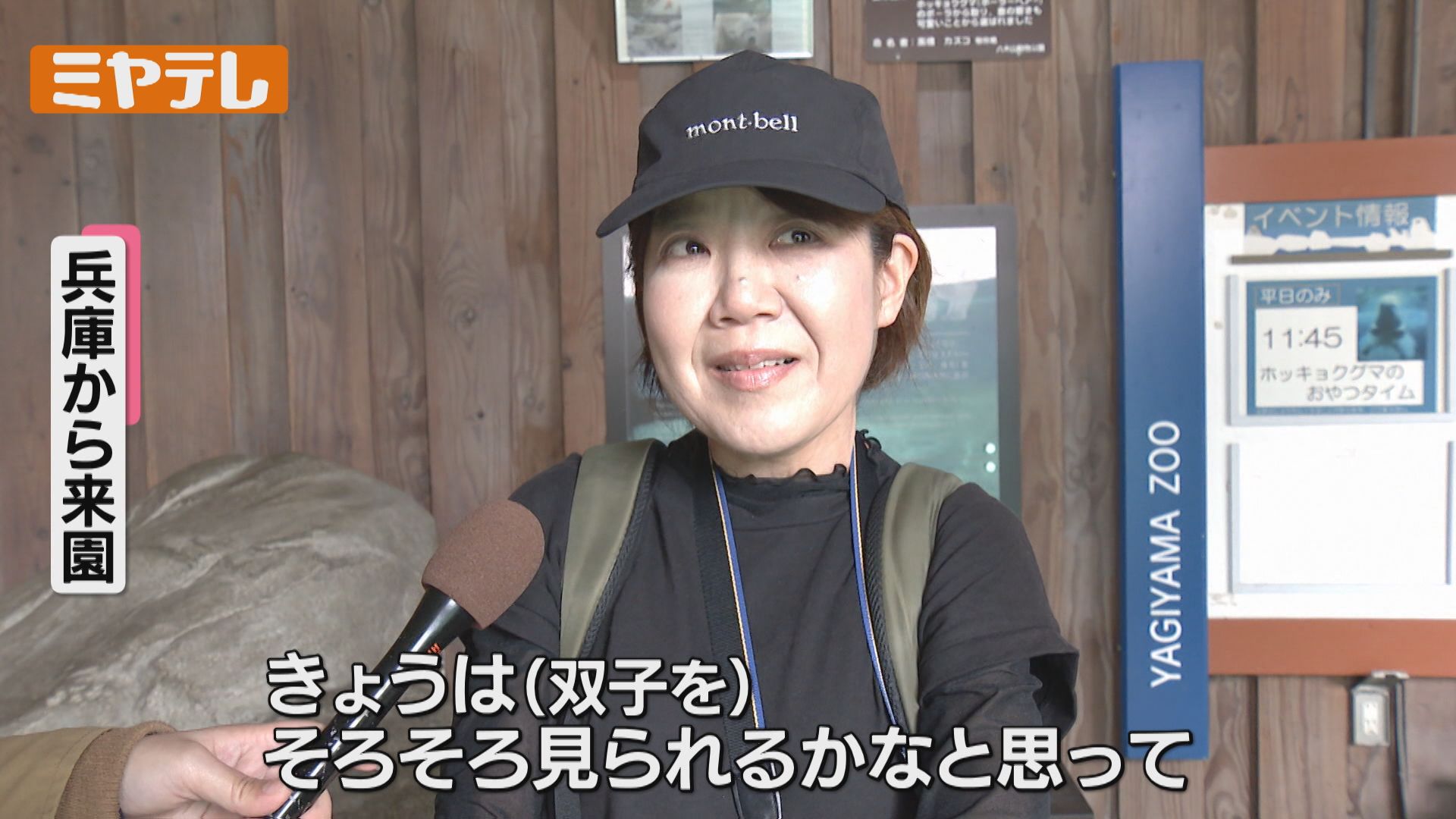 ホッキョクグマの双子、今の大きさは？どれだけ貴重なの？2024年仙台で