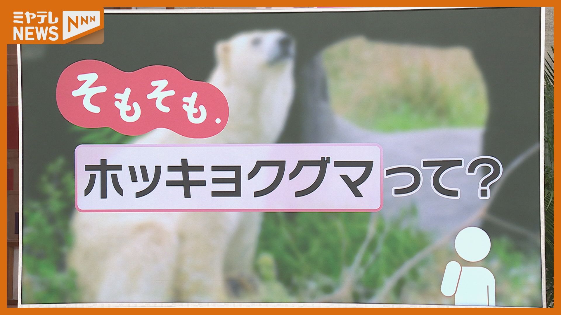 ホッキョクグマの双子、今の大きさは？どれだけ貴重なの？2024年仙台で