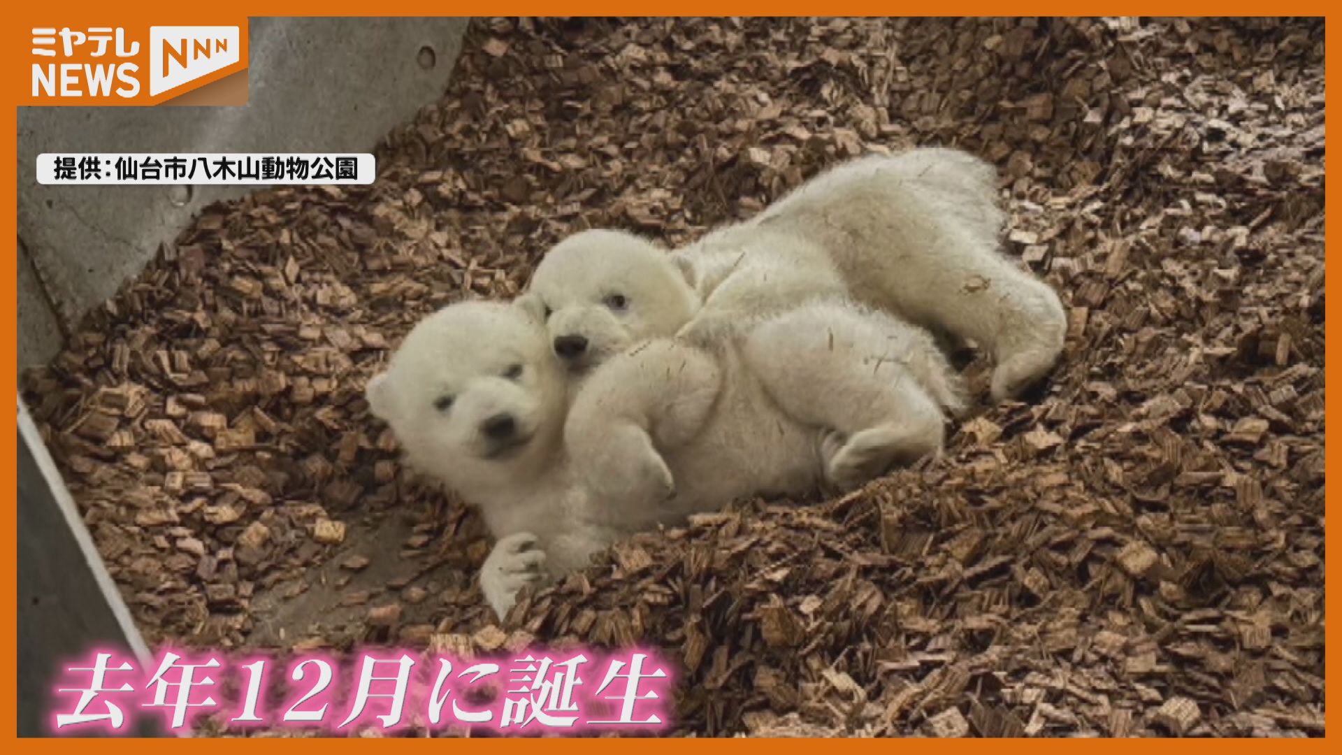 ホッキョクグマの双子、今の大きさは？どれだけ貴重なの？2024年仙台で