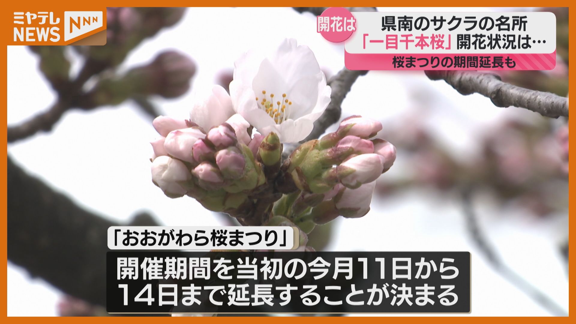 サクラ「開花宣言」・3日は見送り】宮城のサクラの名所『一目千本桜