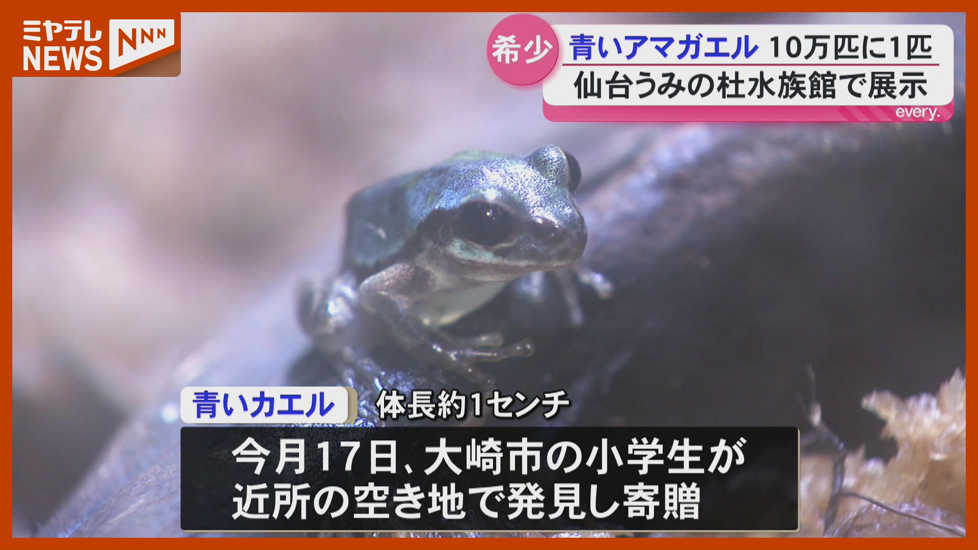 10万匹に1匹？青いアマガエル 仙台うみの杜水族館で展示＜宮城・仙台市