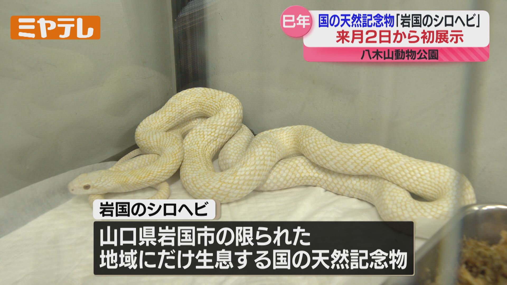来年の干支”ヘビ”＞国の天然記念物『岩国のシロヘビ』 仙台市で初めて