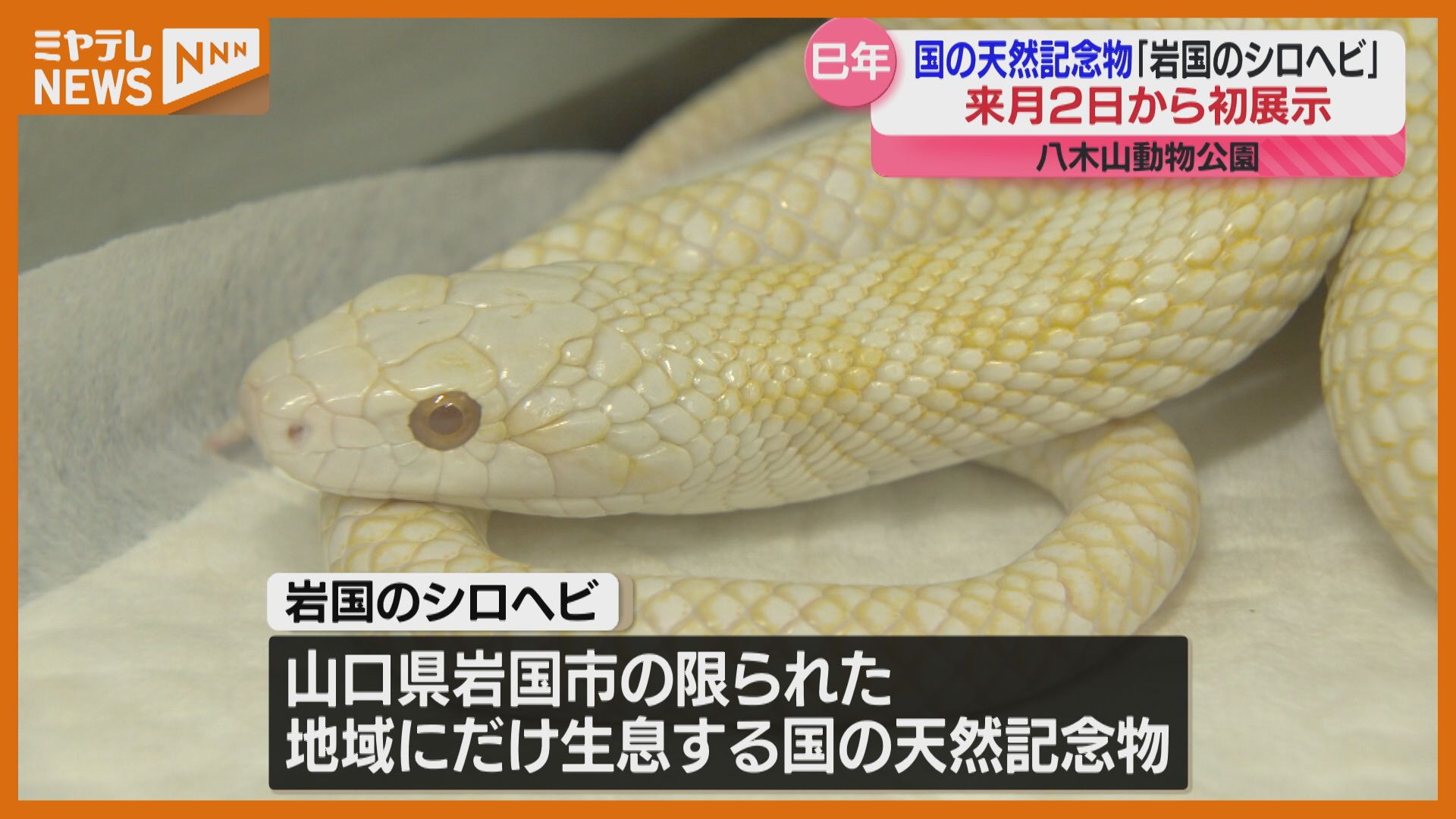 来年の干支”ヘビ”＞国の天然記念物『岩国のシロヘビ』 仙台市で初めて