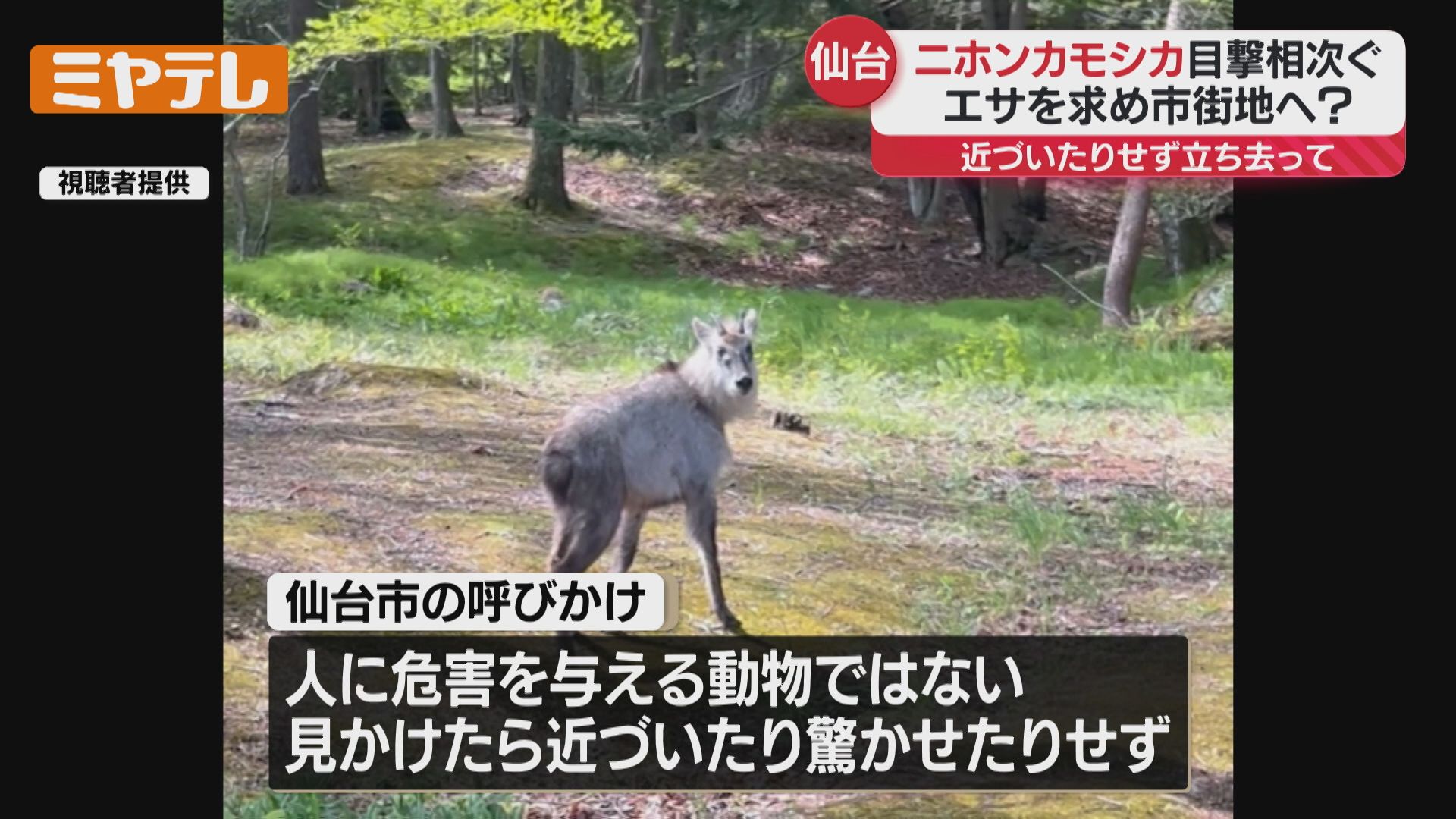 motto_kuma コヨーテ