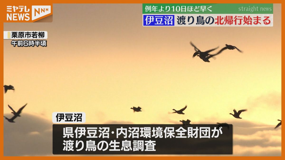 例年より10日ほど早く…渡り鳥の”北帰行”始まる、国内有数の渡り鳥の越冬地 宮城県北部・伊豆沼