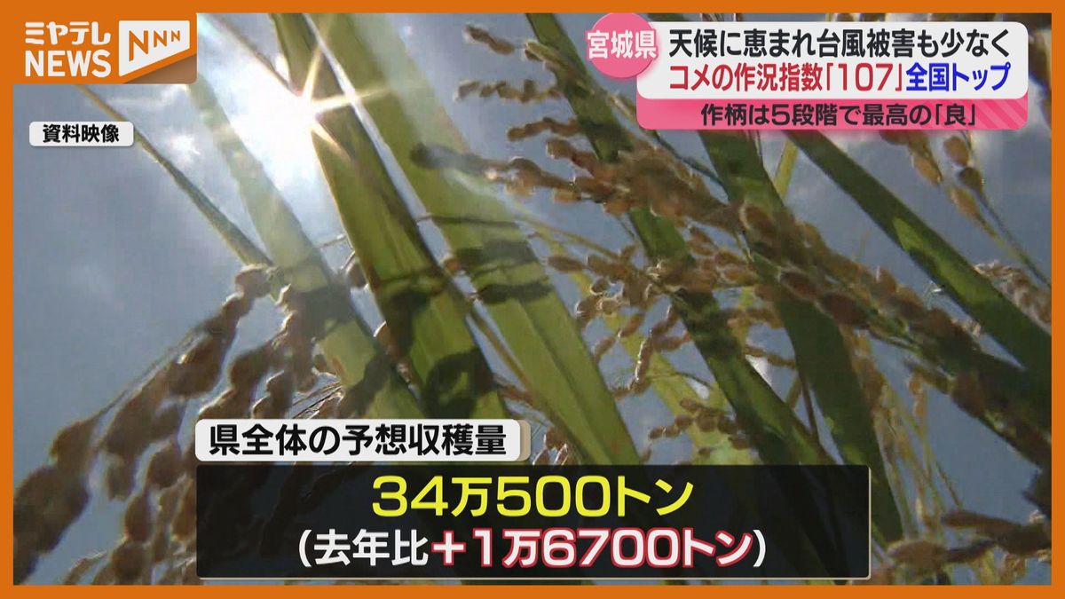 ＜宮城が”全国トップ”＞コメの出来具合示す『作柄概況（10月25日時点）』　天気に恵まれ台風・大雨被害少なく