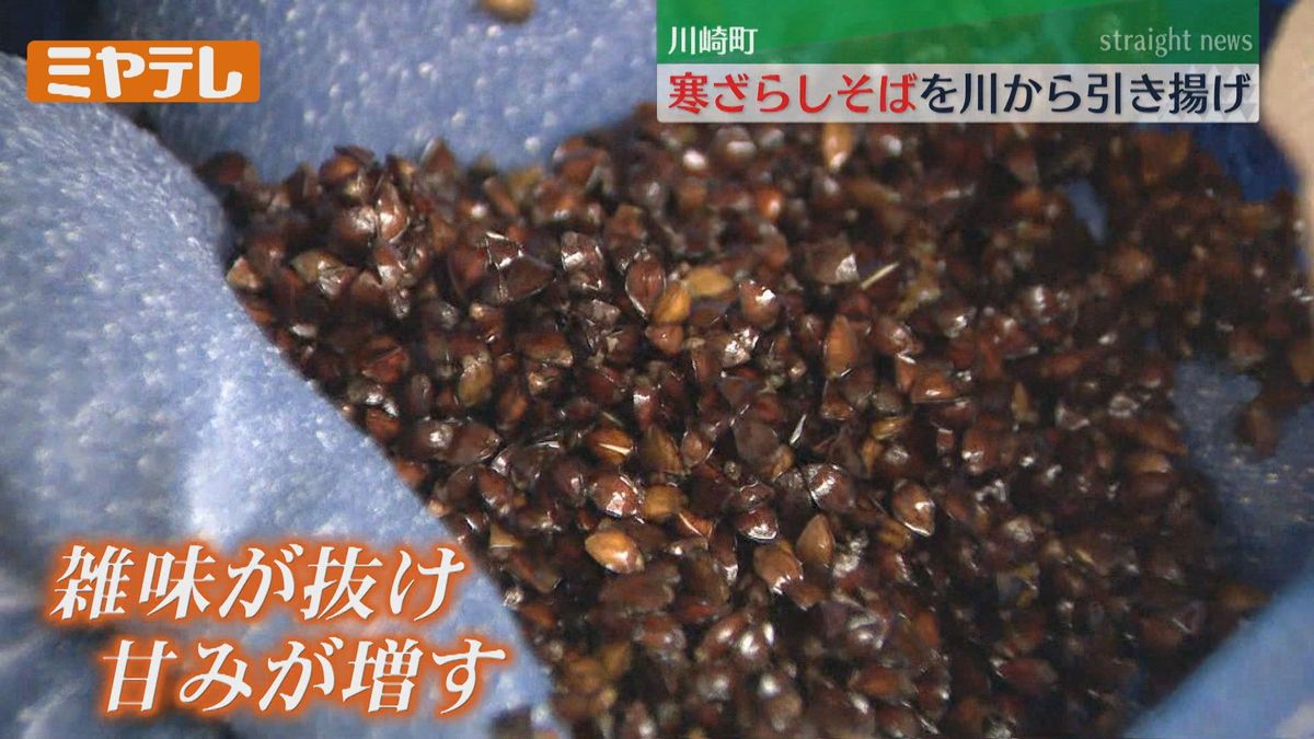 【川に浸すと甘みが増す！】寒ざらしそばを町の特産に＜宮城県川崎町＞