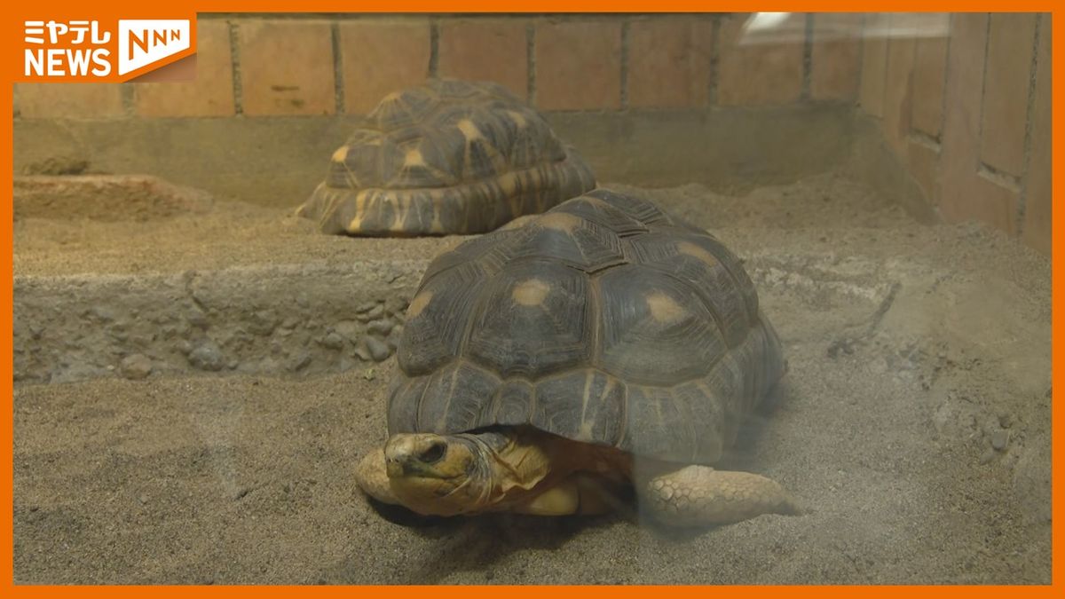 【きょう午後４時まで】八木山動物公園「は虫類館」４６年の歴史に幕＜仙台＞