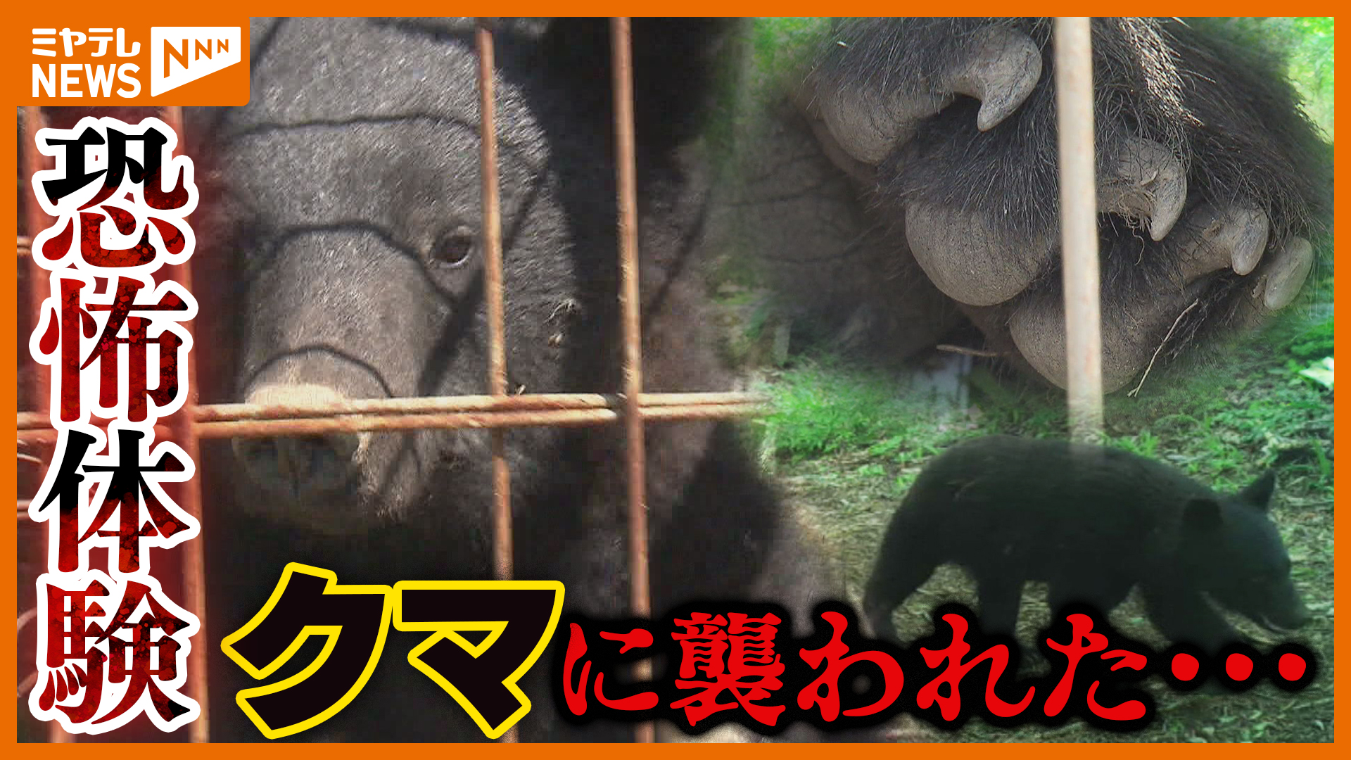 遭遇したらこれはしてはいけない、クマに襲われ骨折…初めてカメラに