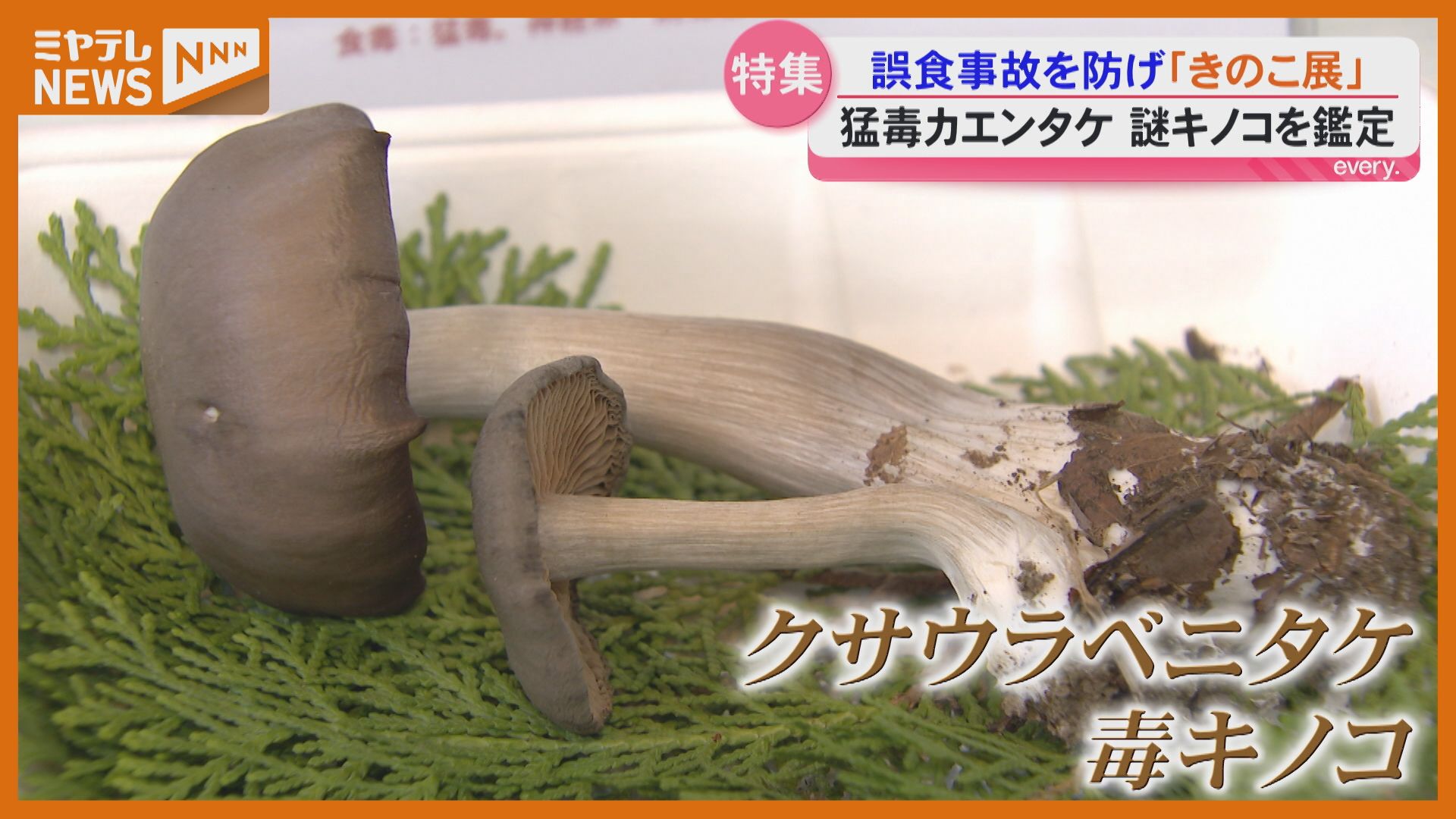 200種類以上が並ぶ「きのこ展」専門家鑑定や毒キノコ展示も＜宮城