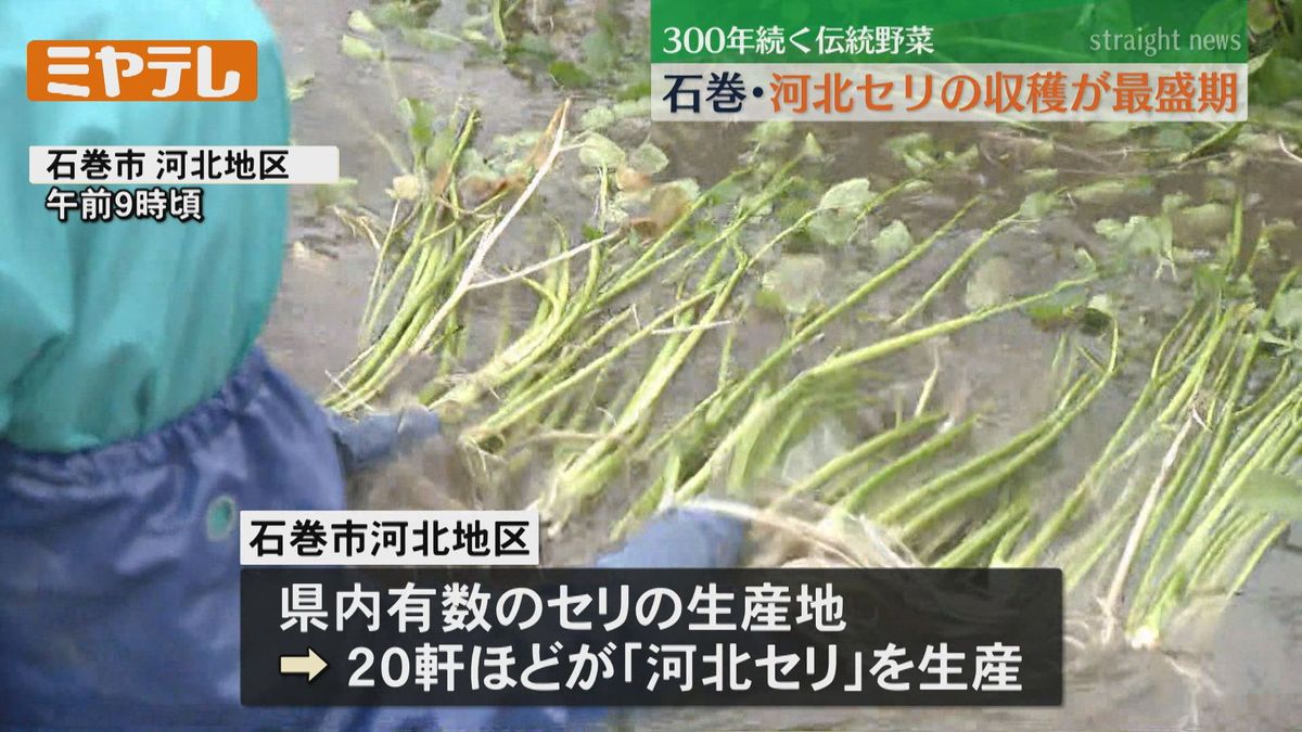 【山の恵み】300年以上続く伝統野菜「河北セリ」　収穫が最盛期（宮城・石巻市河北地区）