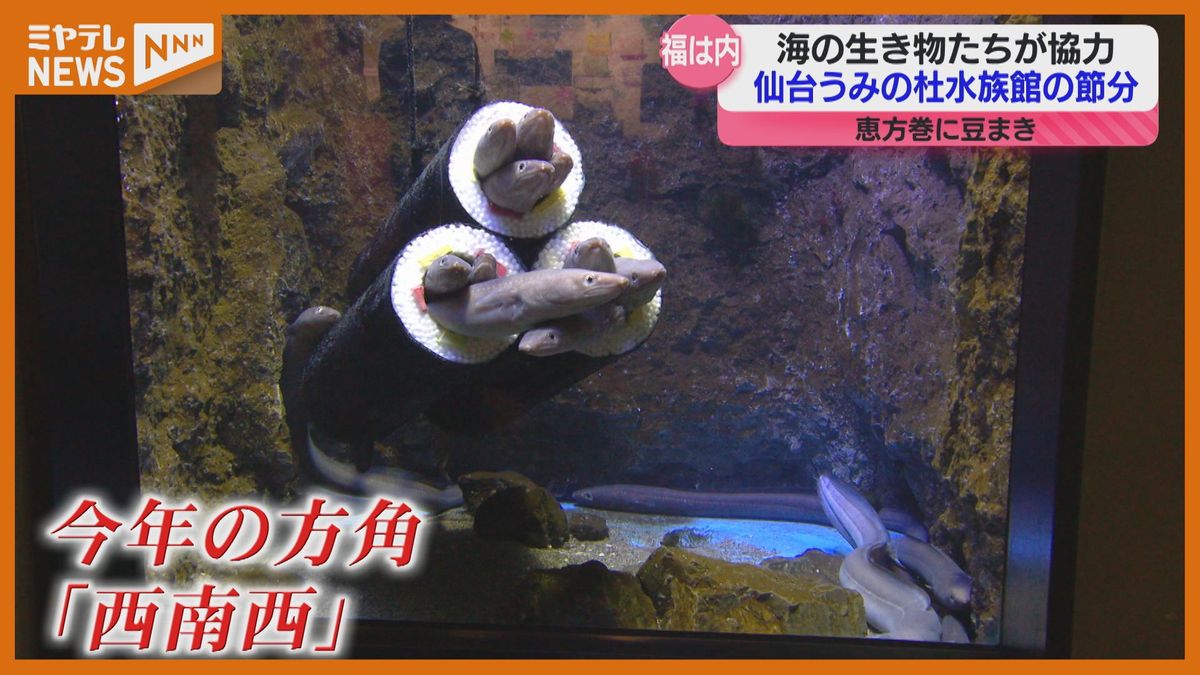 「素晴らしいアイディア」水族館で大人気のアナゴの恵方巻登場！節分イベント続々【仙台うみの杜水族館】