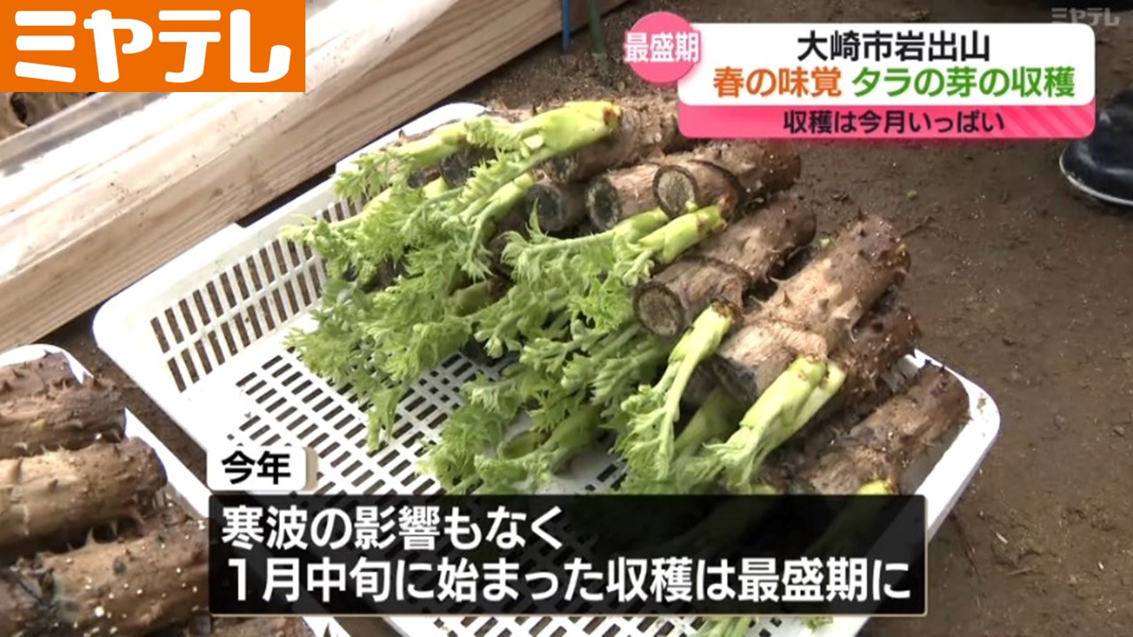 一足早い春の雰囲気…春の味覚”タラの芽”の収穫 最盛期「丹精込めて栽培