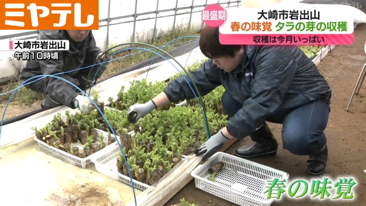 一足早い春の雰囲気…春の味覚”タラの芽”の収穫 最盛期「丹精込めて栽培