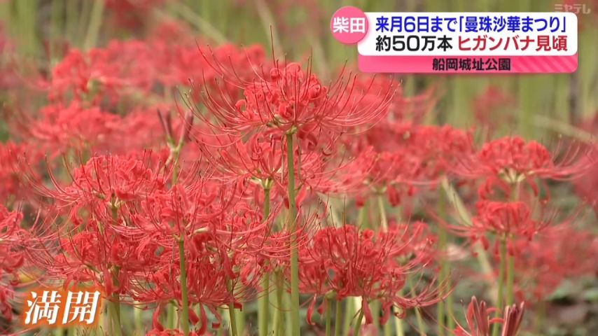 約50万本のヒガンバナ見頃　「しばた曼珠沙華まつり」開催＜宮城・柴田町＞