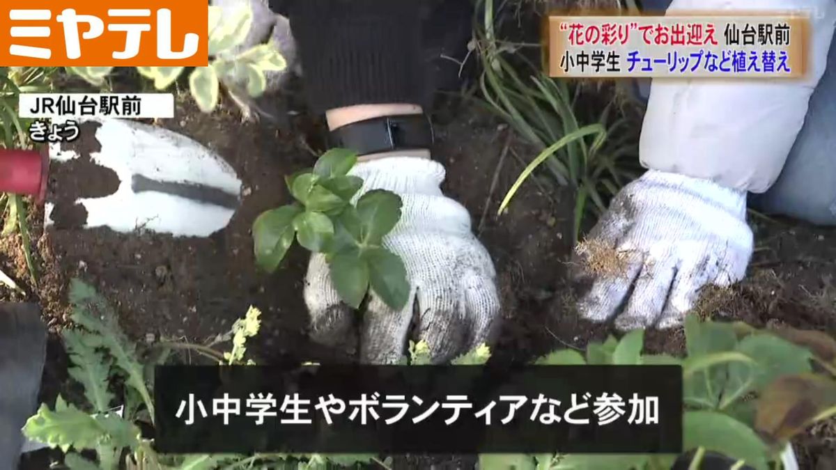 彩りのお出迎え「ＪＲ仙台駅前」小中学生が花壇の植え替え 