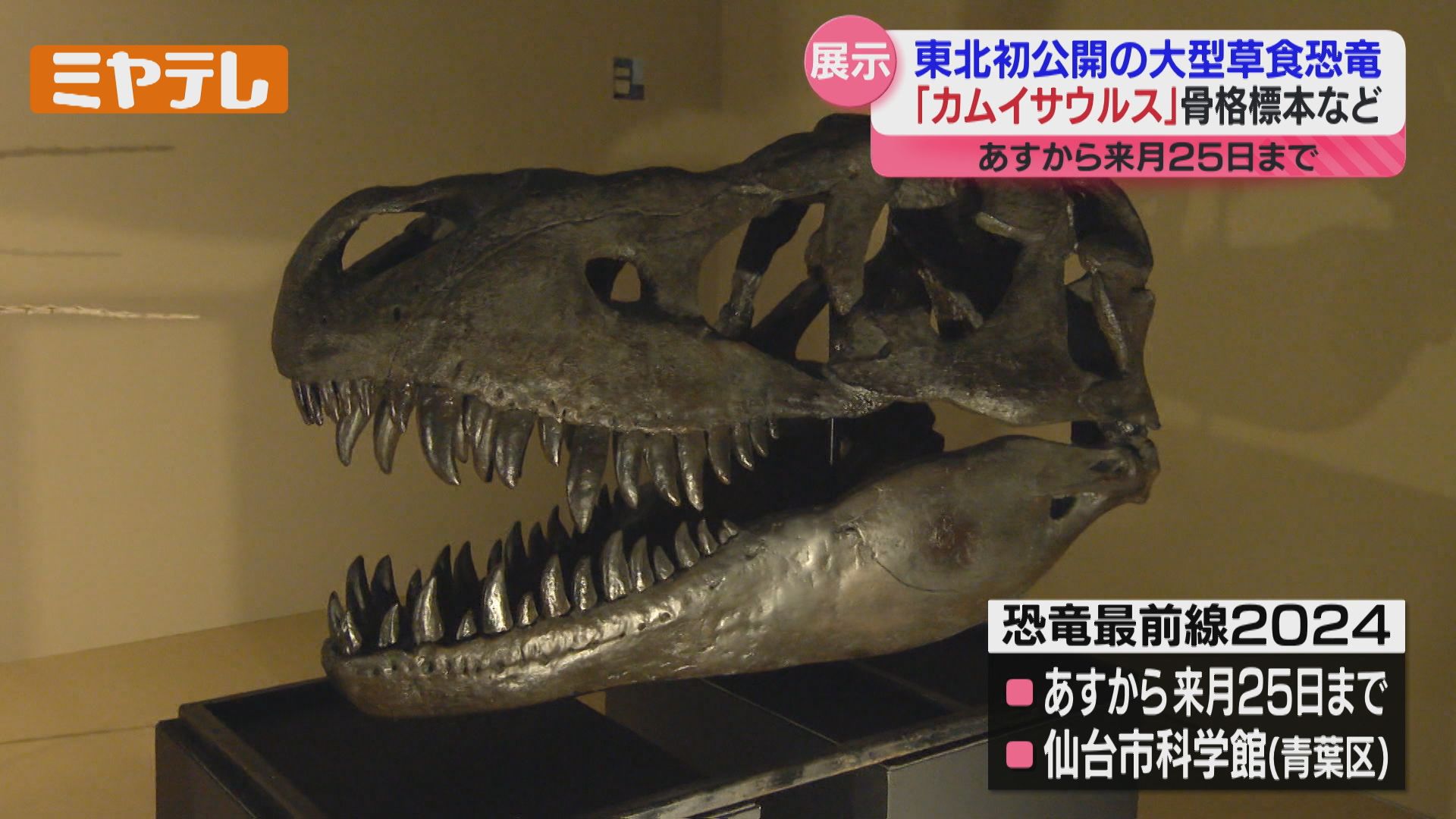 東北初公開＞大型草食恐竜『カムイサウルス』の骨格標本など特別展示