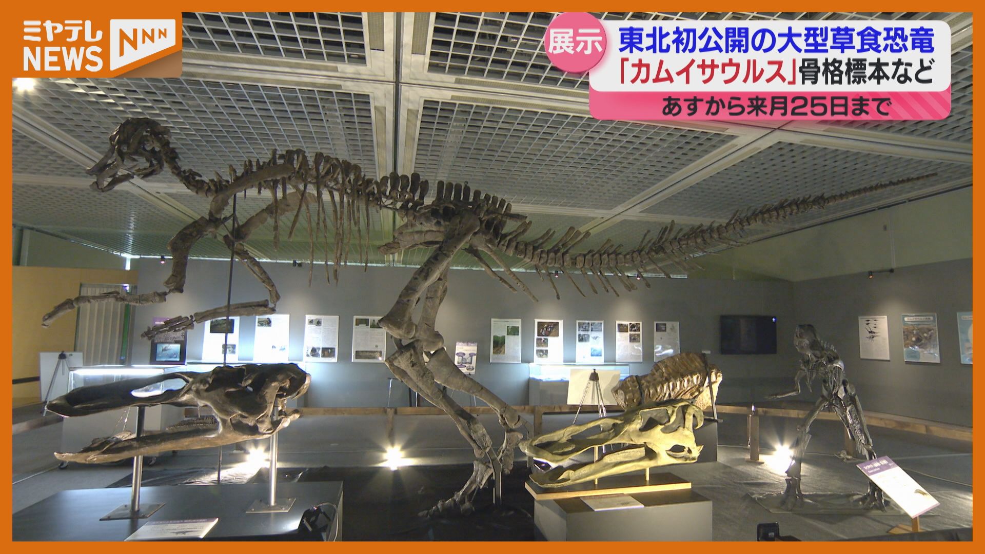 東北初公開＞大型草食恐竜『カムイサウルス』の骨格標本など特別展示