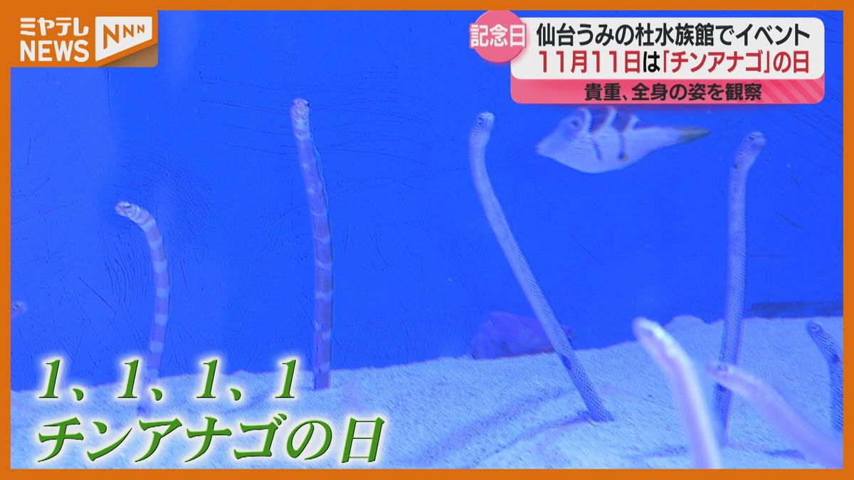 11月11日はチンアナゴの日　特別に裏側を見学！水族館で「11」にこだわったイベント〈うみの杜水族館〉